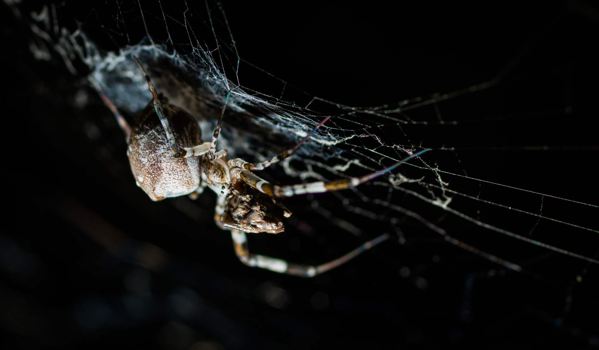 Canon EOS 70D + Canon EF 50mm F2.5 Macro sample photo. Daddy long legs photography