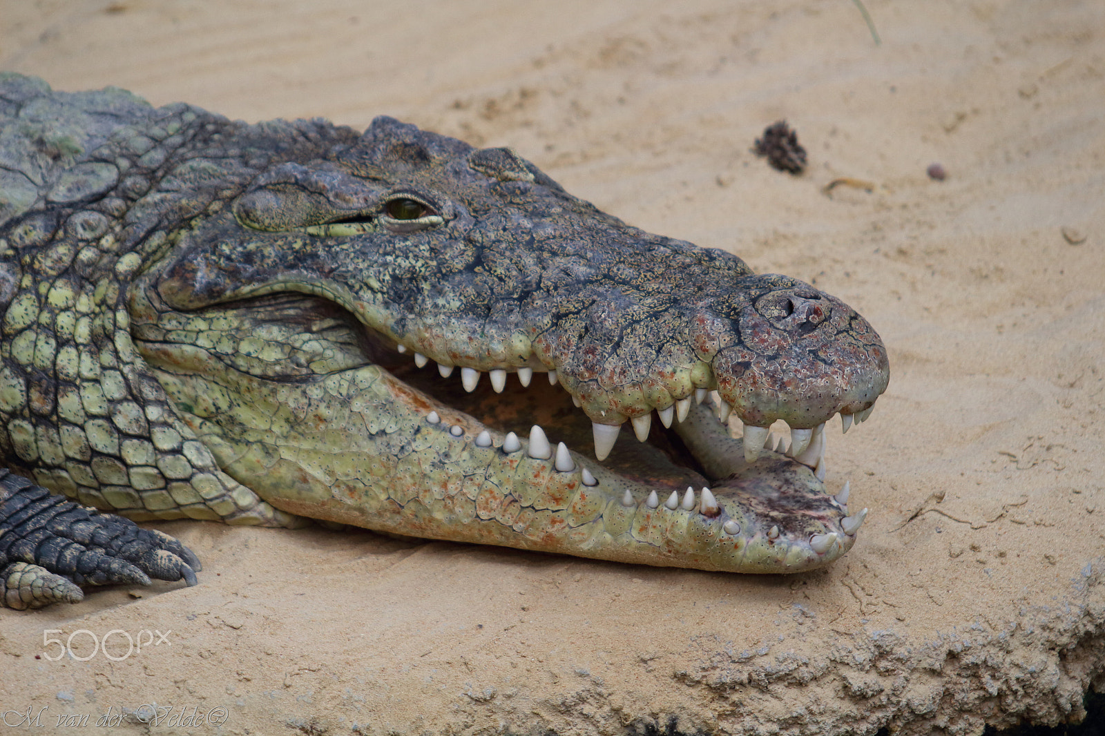 Canon EF 35-350mm F3.5-5.6L USM sample photo. Smiling alligator photography
