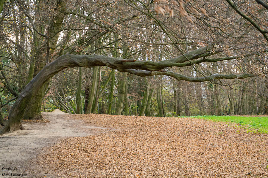 Panasonic Leica DG Macro-Elmarit 45mm F2.8 ASPH OIS sample photo. Der eigenwillige baum photography