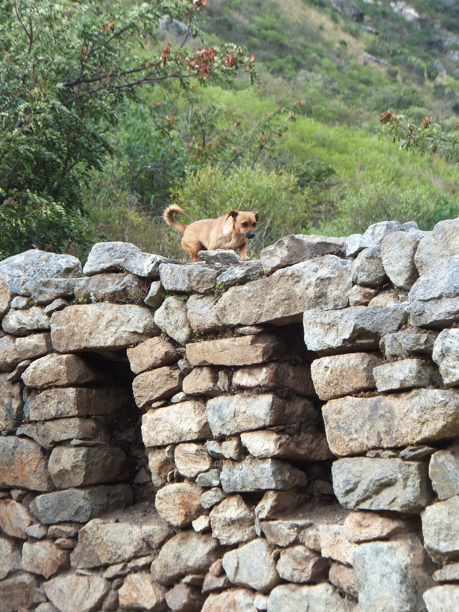 Fujifilm FinePix F600 EXR sample photo. Perrito inca photography