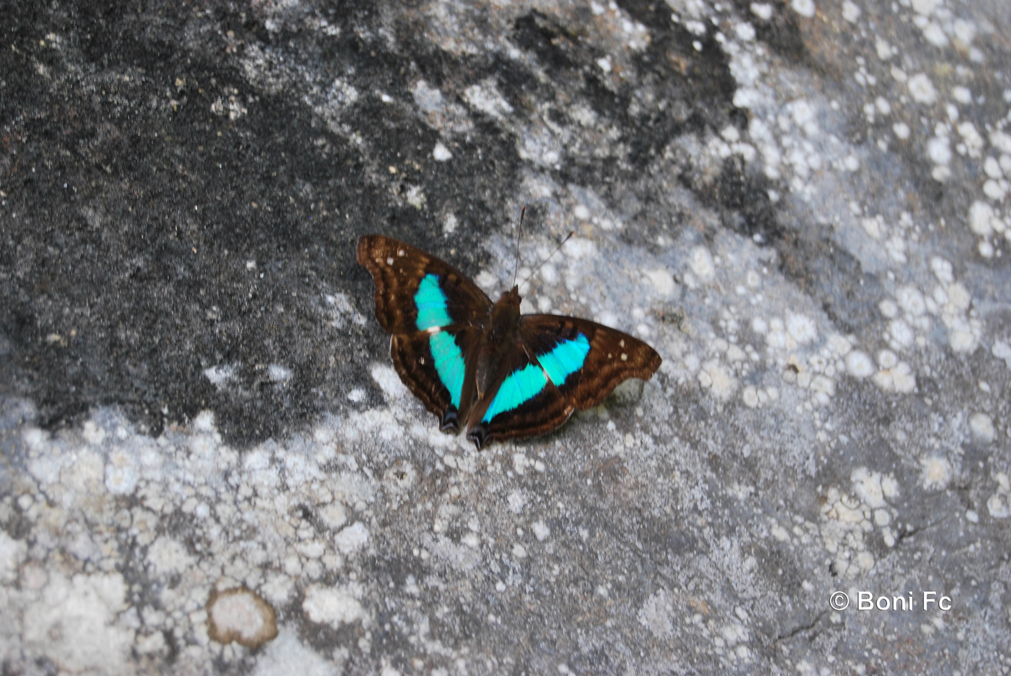 Nikon D60 sample photo. Doxocopa laurentia photography