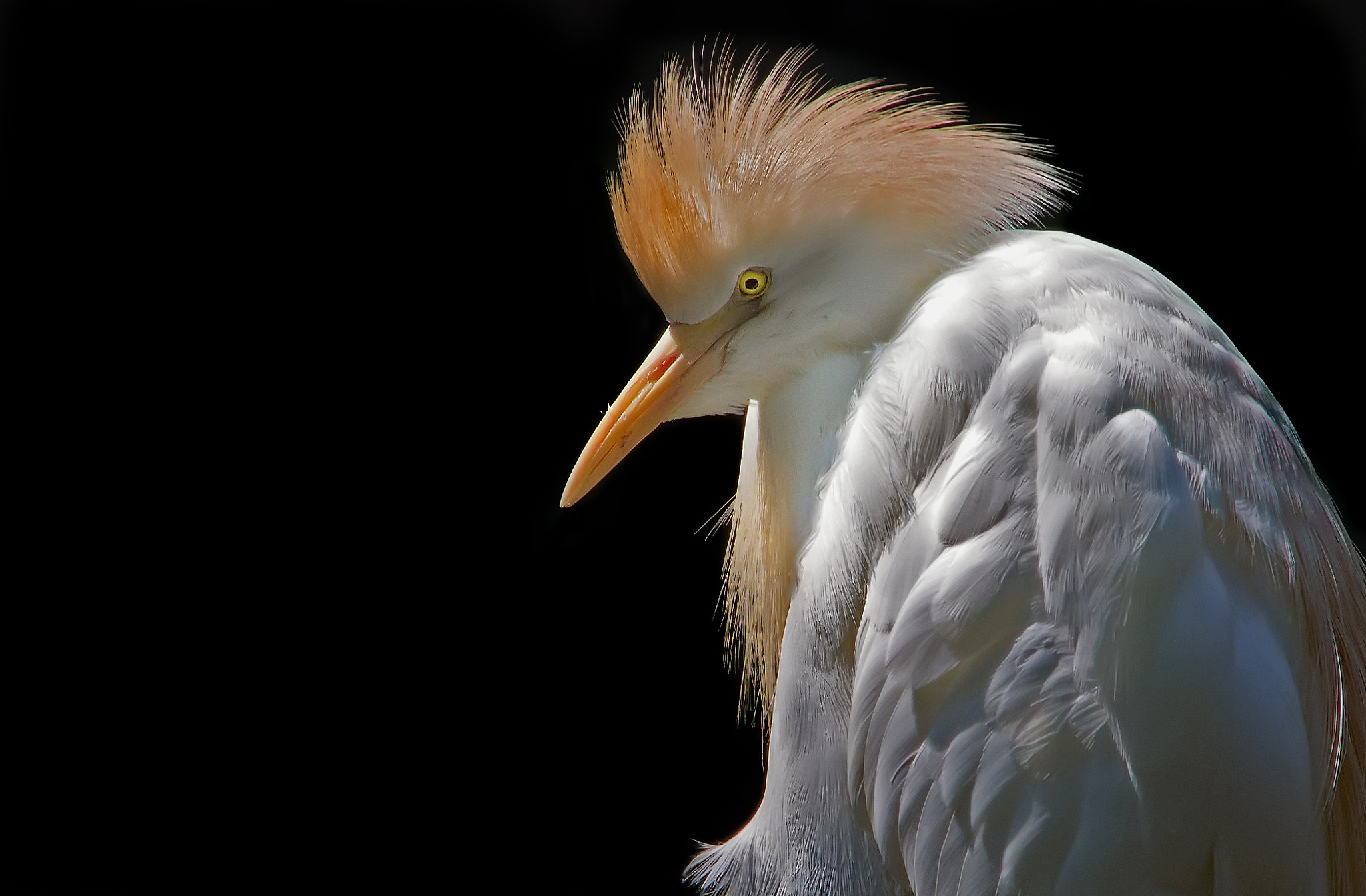 Canon EOS 1100D (EOS Rebel T3 / EOS Kiss X50) + Sigma 18-200mm f/3.5-6.3 DC OS sample photo. Cattle egret photography