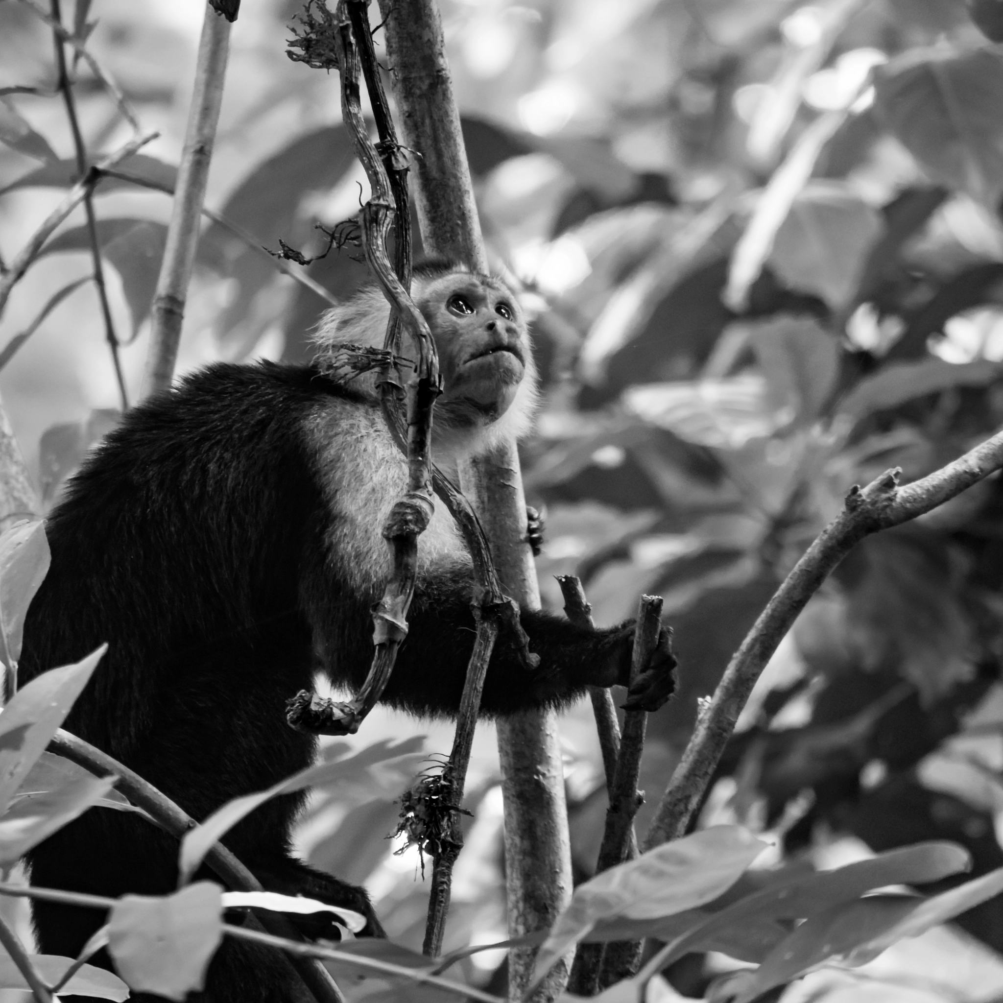 Panasonic Lumix G Vario 45-200mm F4-5.6 OIS sample photo. Capuchin in b&w photography