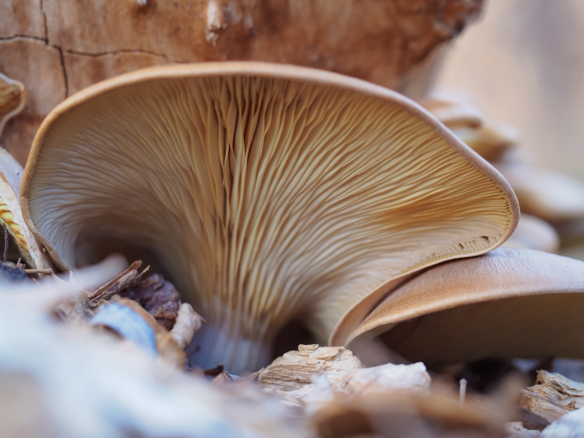 Olympus PEN E-PM2 sample photo. Fungi photography