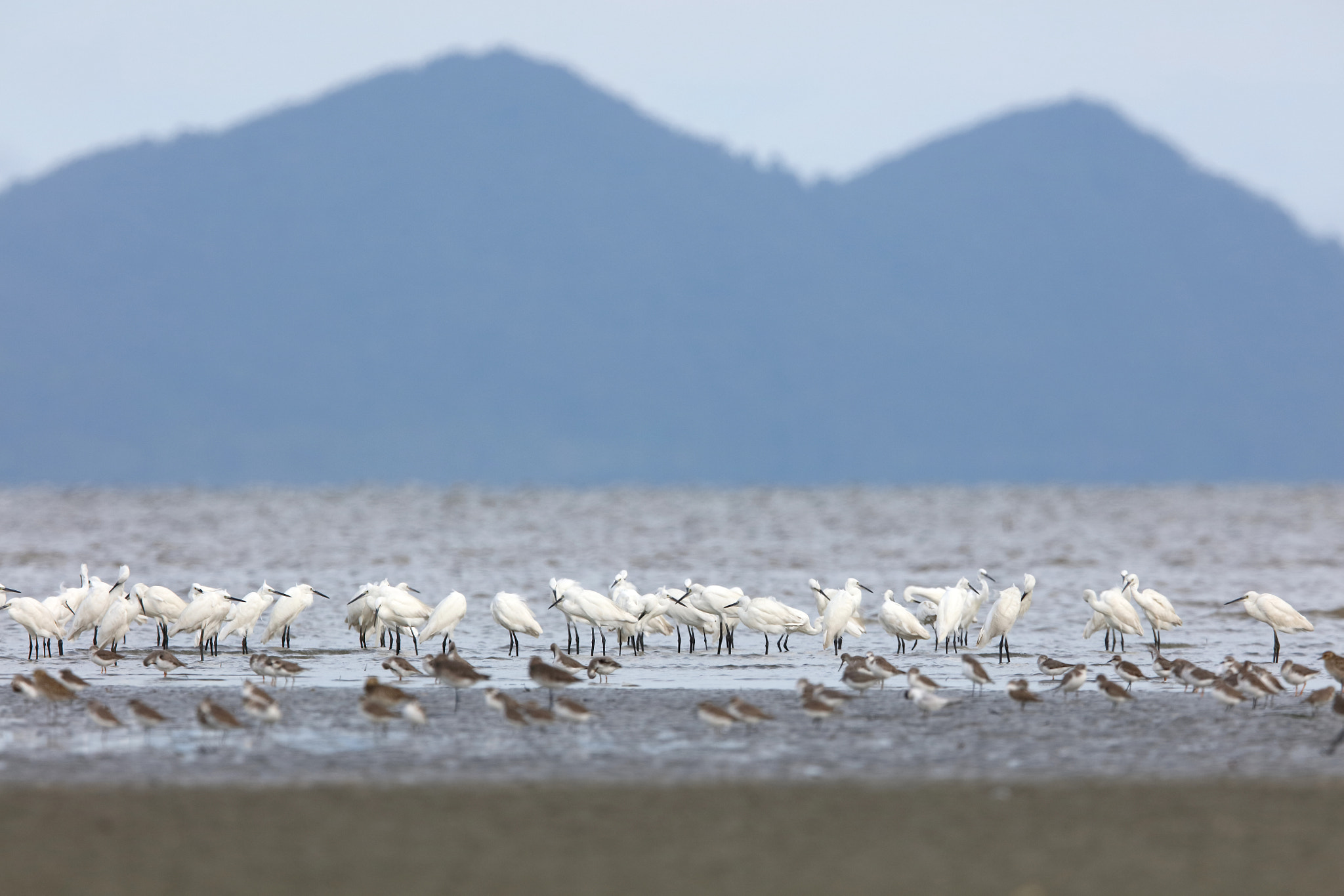 Canon EOS 5DS R + Canon EF 400mm F2.8L IS II USM sample photo. The colony photography