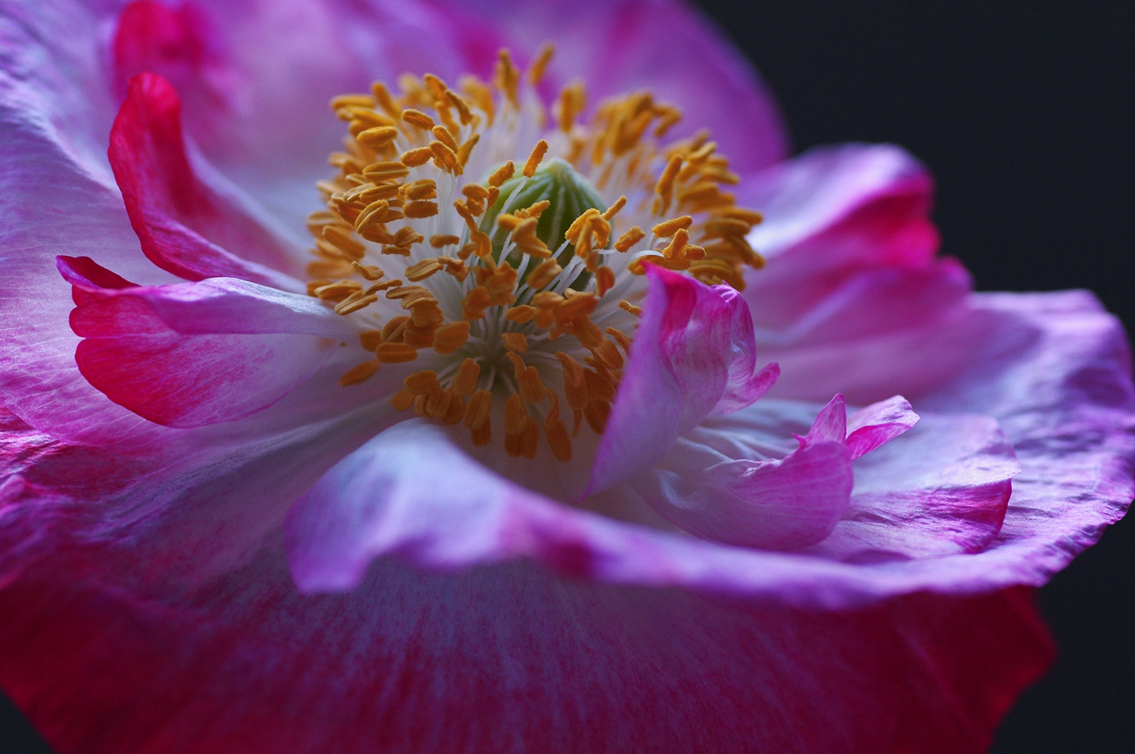 Pentax smc D-FA 100mm F2.8 Macro WR sample photo