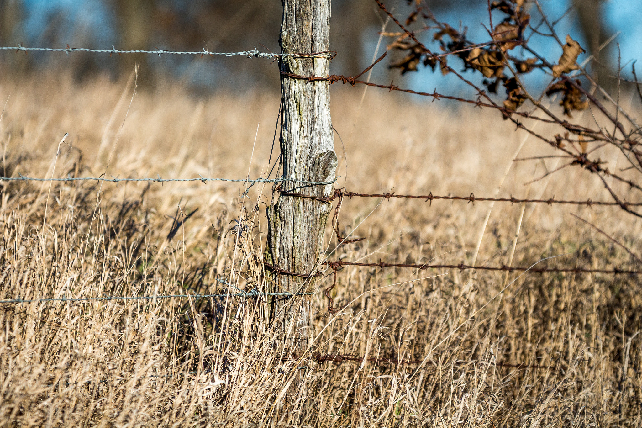 Sigma 70-200mm F2.8 EX DG OS HSM sample photo. New wire meets old wire. photography
