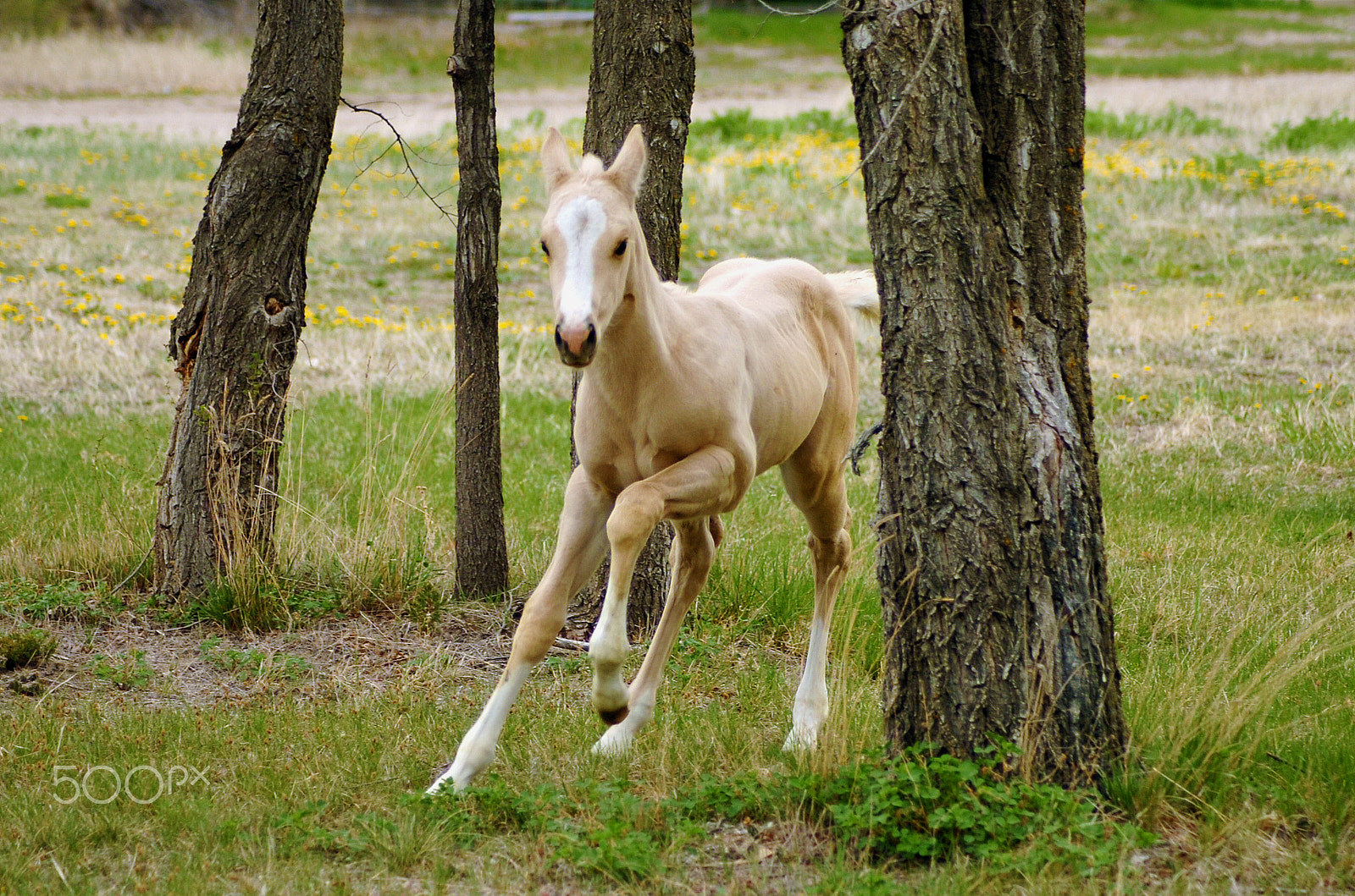 Nikon D2Hs sample photo. Spring freedom! photography