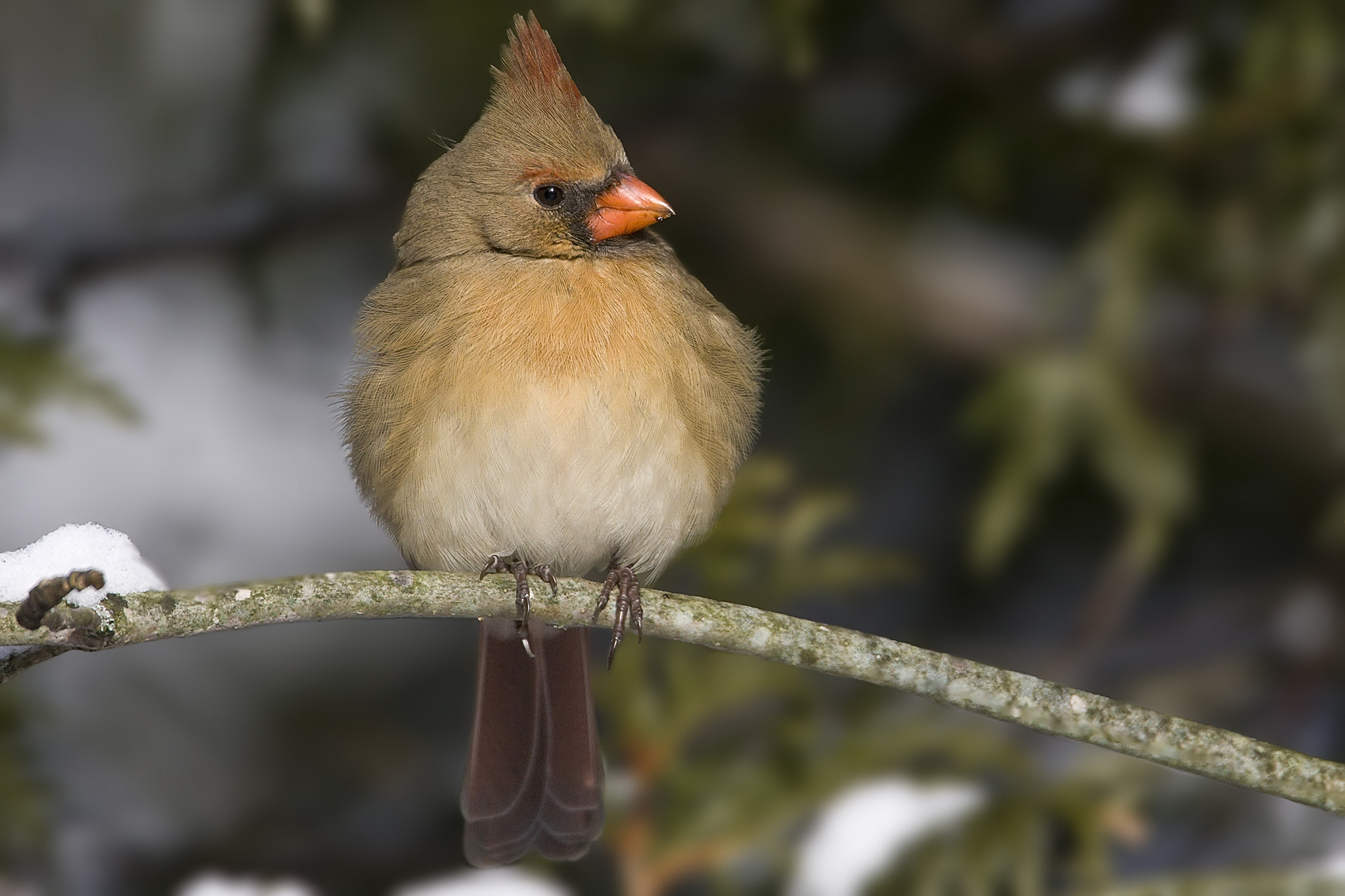 Canon EF 500mm F4L IS USM sample photo. Cardinal photography