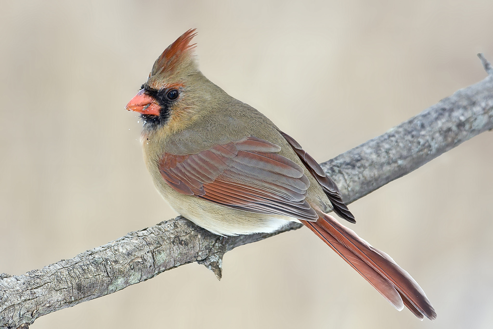 Canon EF 500mm F4L IS USM sample photo. Cardinal photography