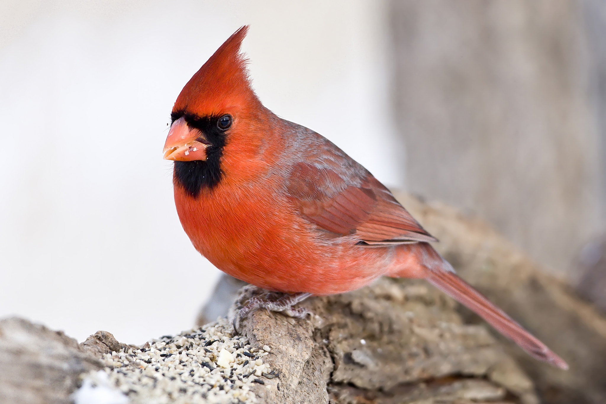 Canon EF 500mm F4L IS USM sample photo. Cardinal photography