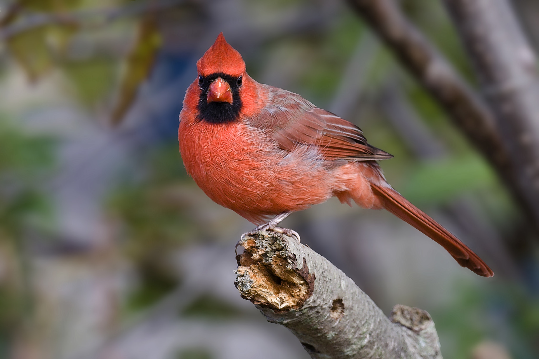 Canon EF 500mm F4L IS USM sample photo. Cardinal photography
