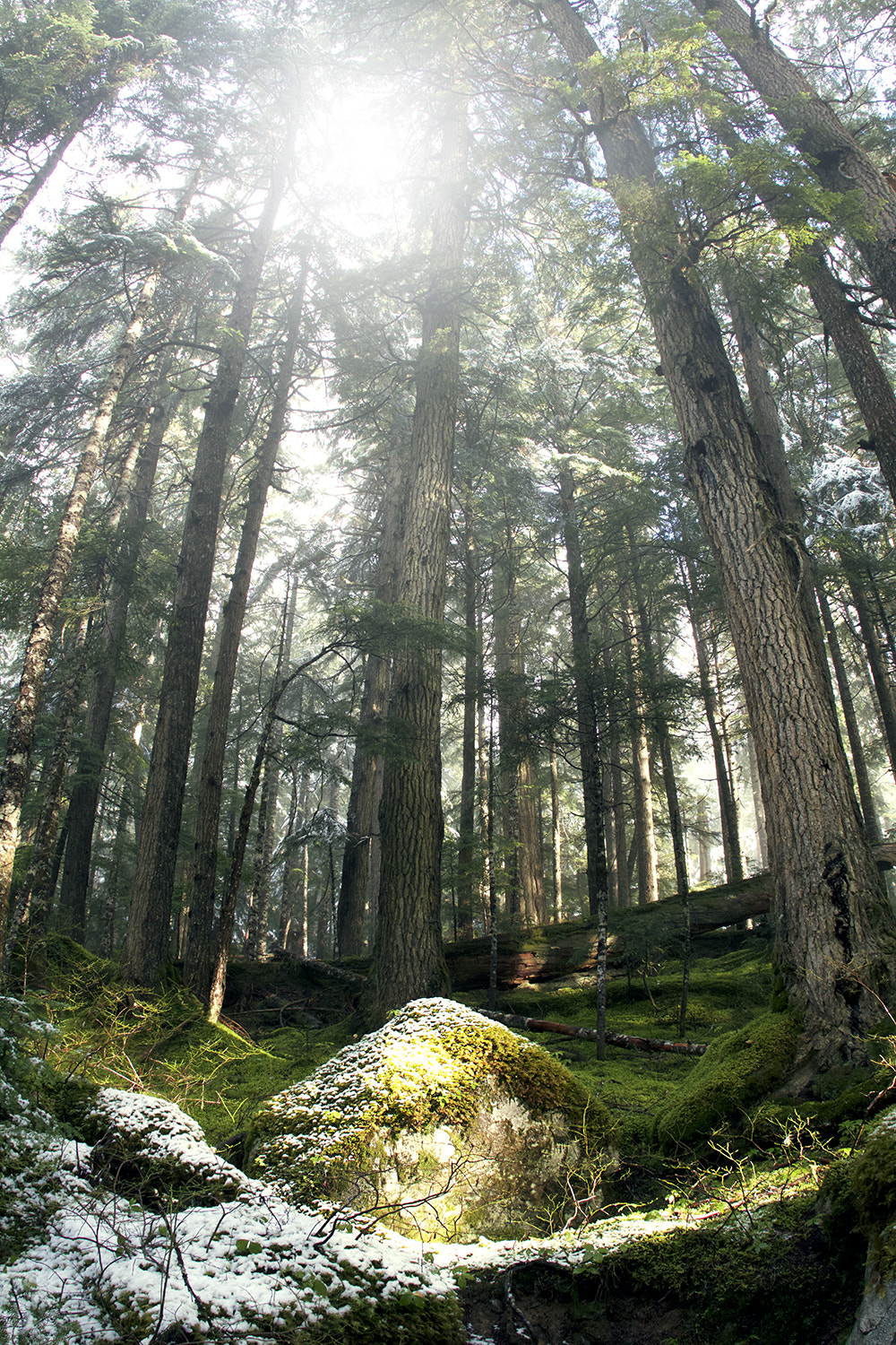 Canon EOS 7D + Canon EF 15mm F2.8 Fisheye sample photo. Light shines through photography