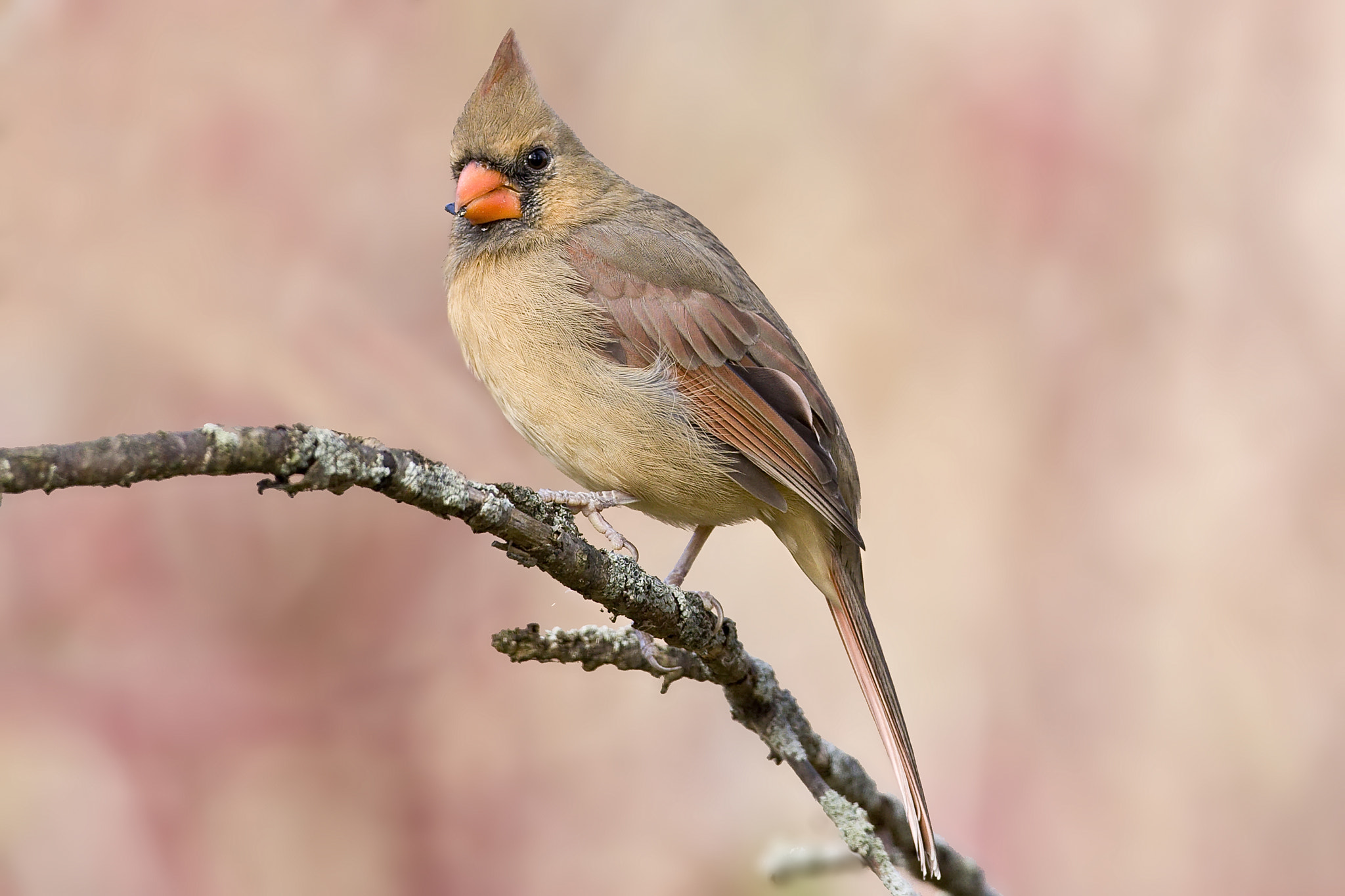 Canon EF 500mm F4L IS USM sample photo. Cardinal photography