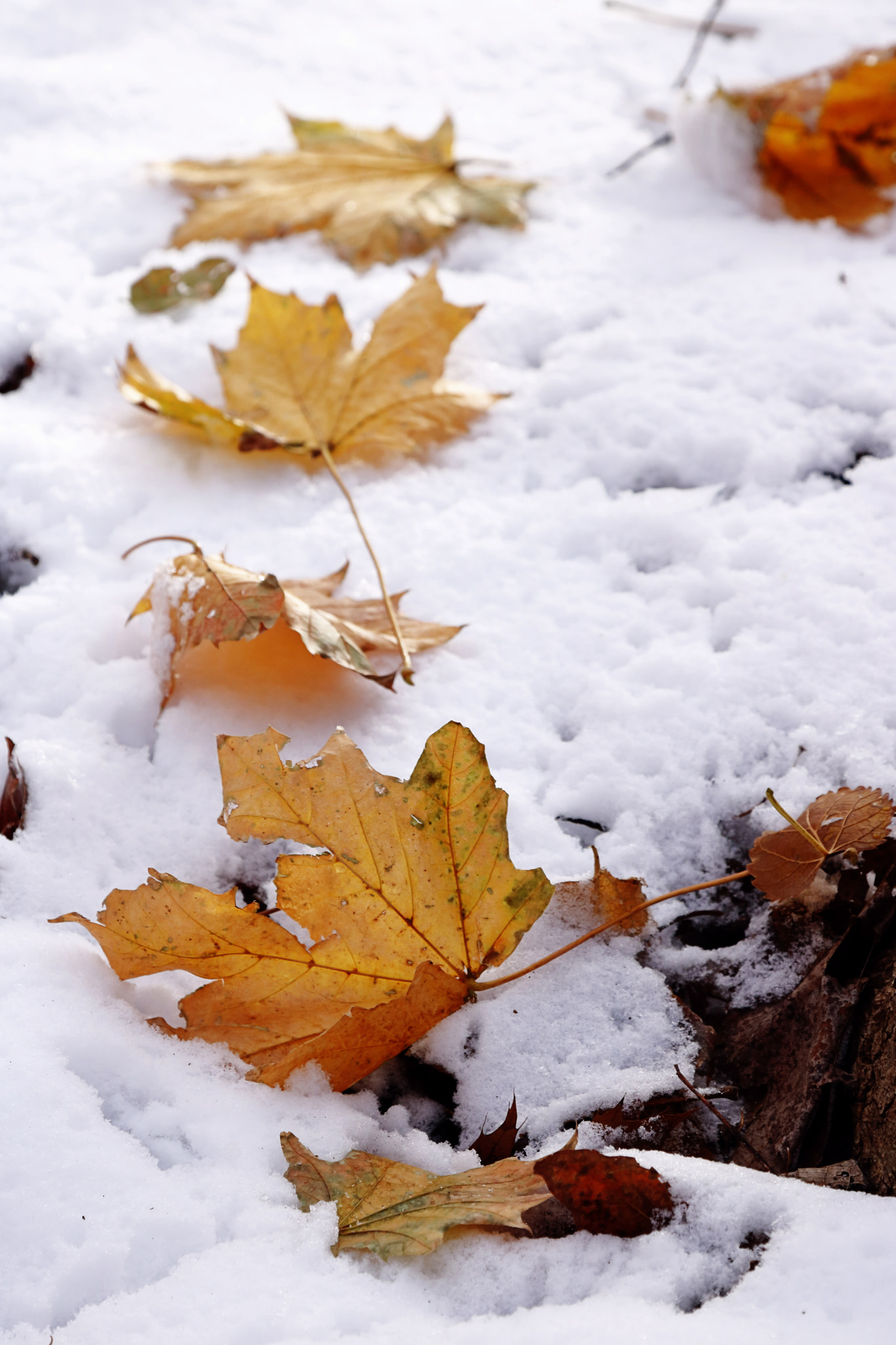 Canon EOS 760D (EOS Rebel T6s / EOS 8000D) sample photo. First snow 1 photography