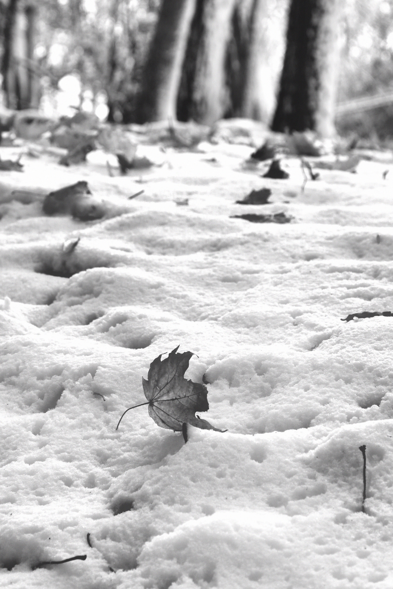 Canon EOS 760D (EOS Rebel T6s / EOS 8000D) sample photo. First snow 2 photography