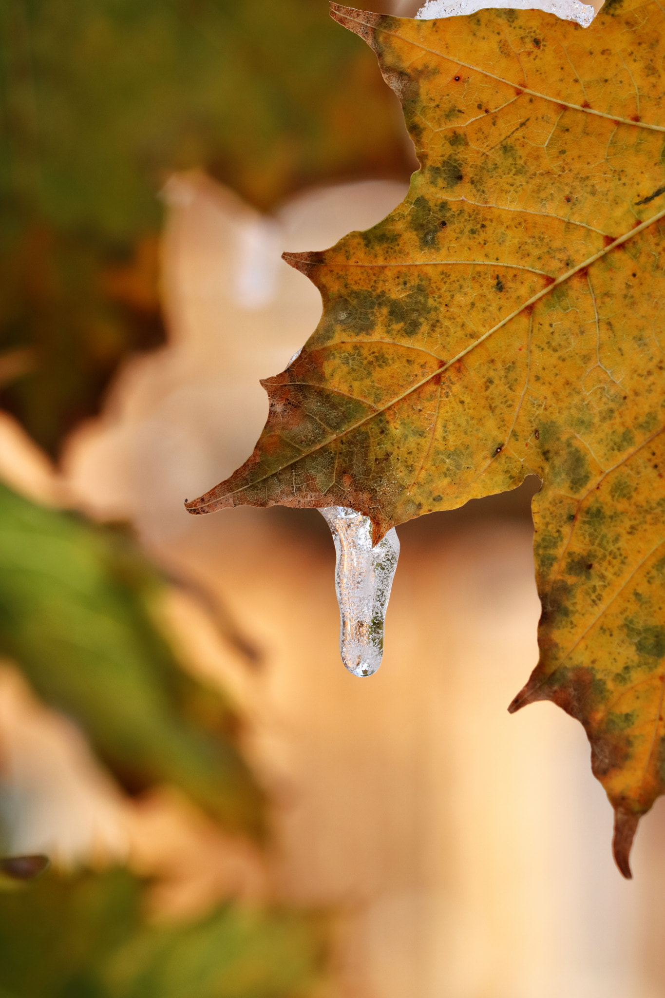 Canon EOS 760D (EOS Rebel T6s / EOS 8000D) sample photo. First snow 3 photography