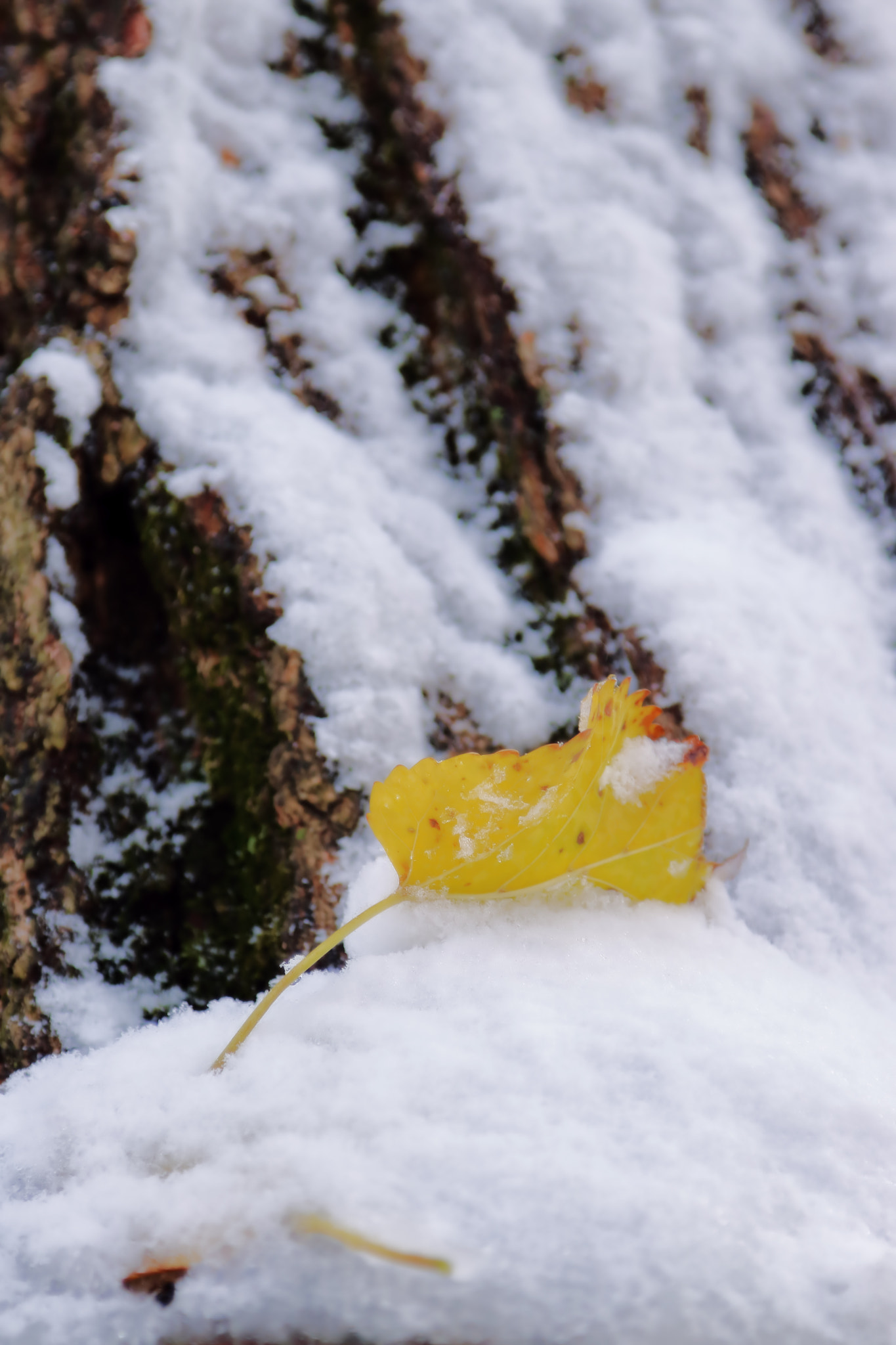 Canon EOS 760D (EOS Rebel T6s / EOS 8000D) sample photo. First snow 4 photography