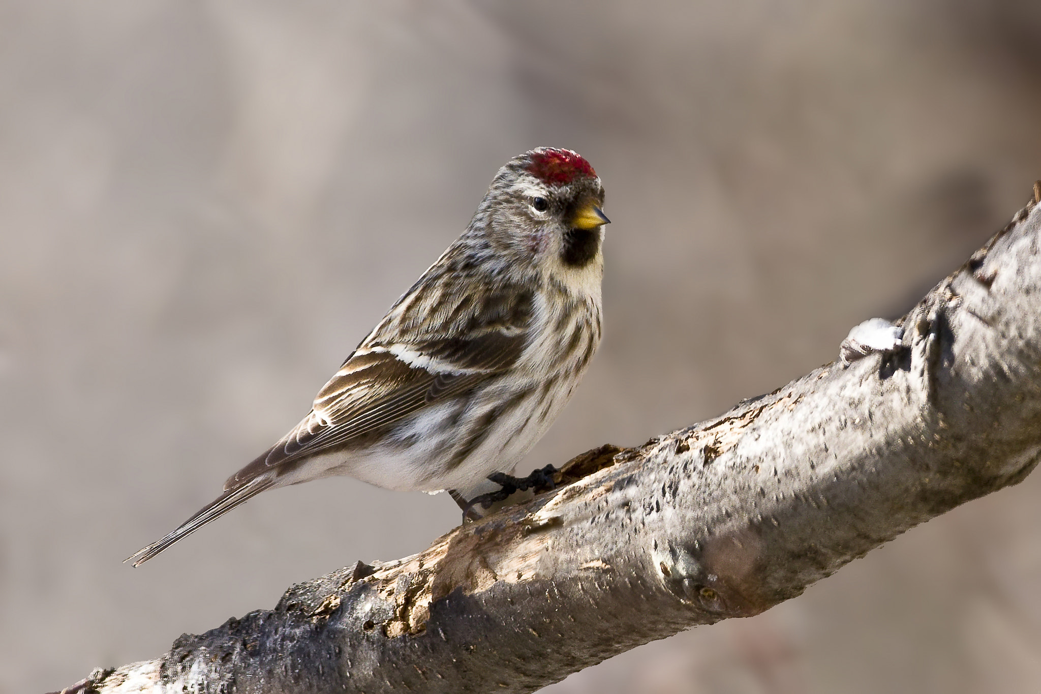 Canon EF 500mm F4L IS USM sample photo. Common redpoll photography
