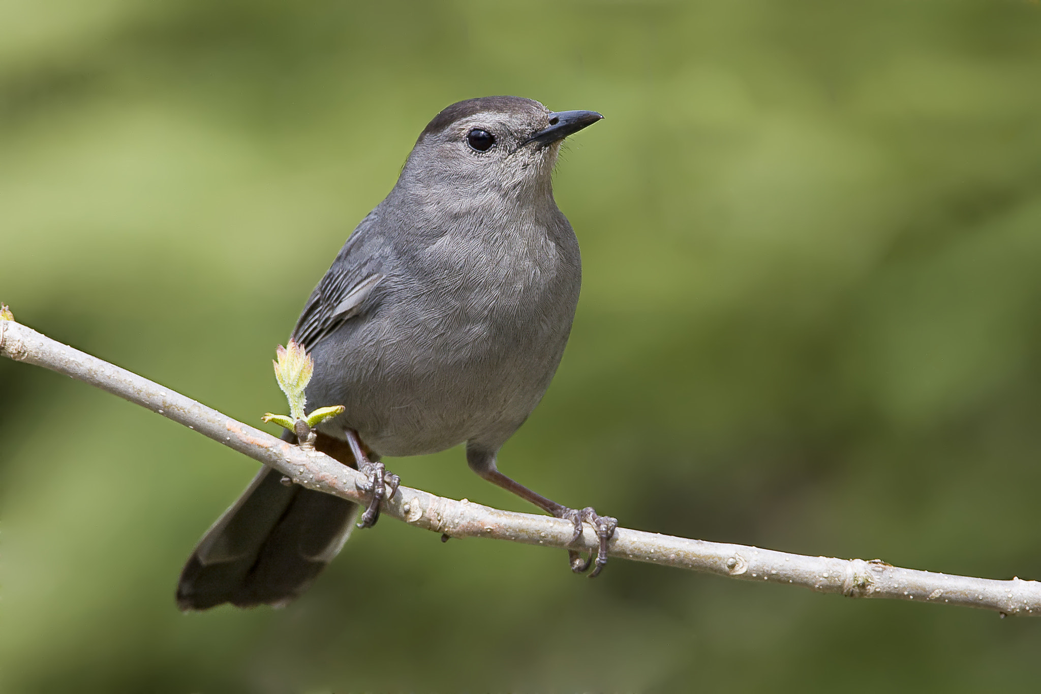 Canon EF 500mm F4L IS USM sample photo. Gray catbird photography