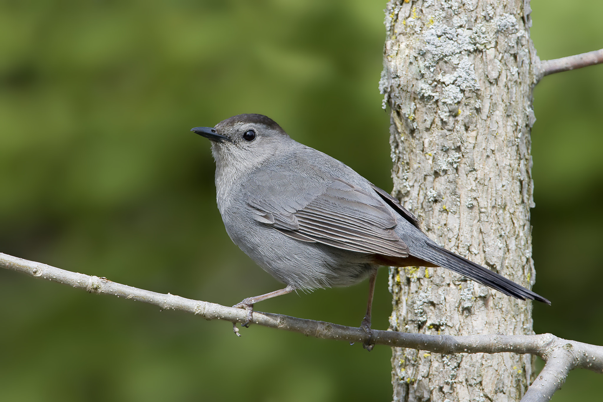 Canon EF 500mm F4L IS USM sample photo. Gray catbird photography