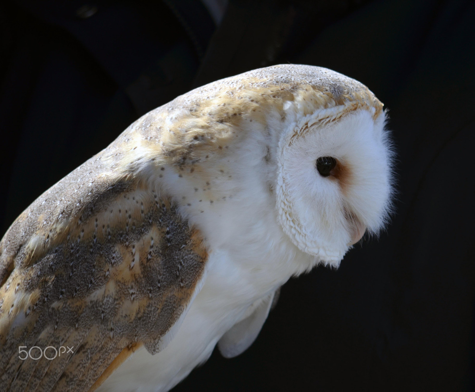 Nikon D5100 + AF Nikkor 20mm f/2.8 sample photo. Owl profile photography