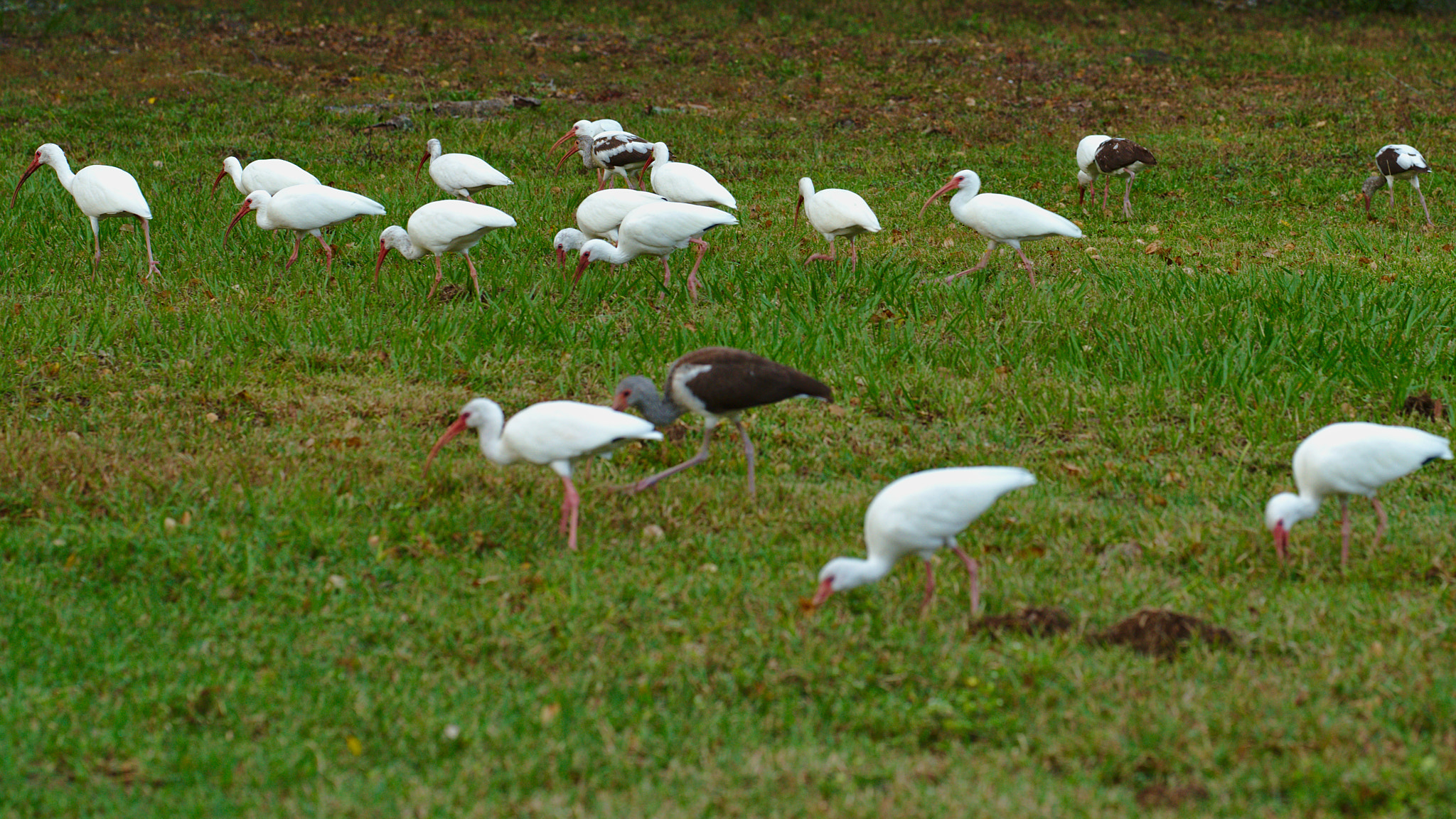 ZEISS Otus 85mm F1.4 sample photo. White ibis looking for grubs photography