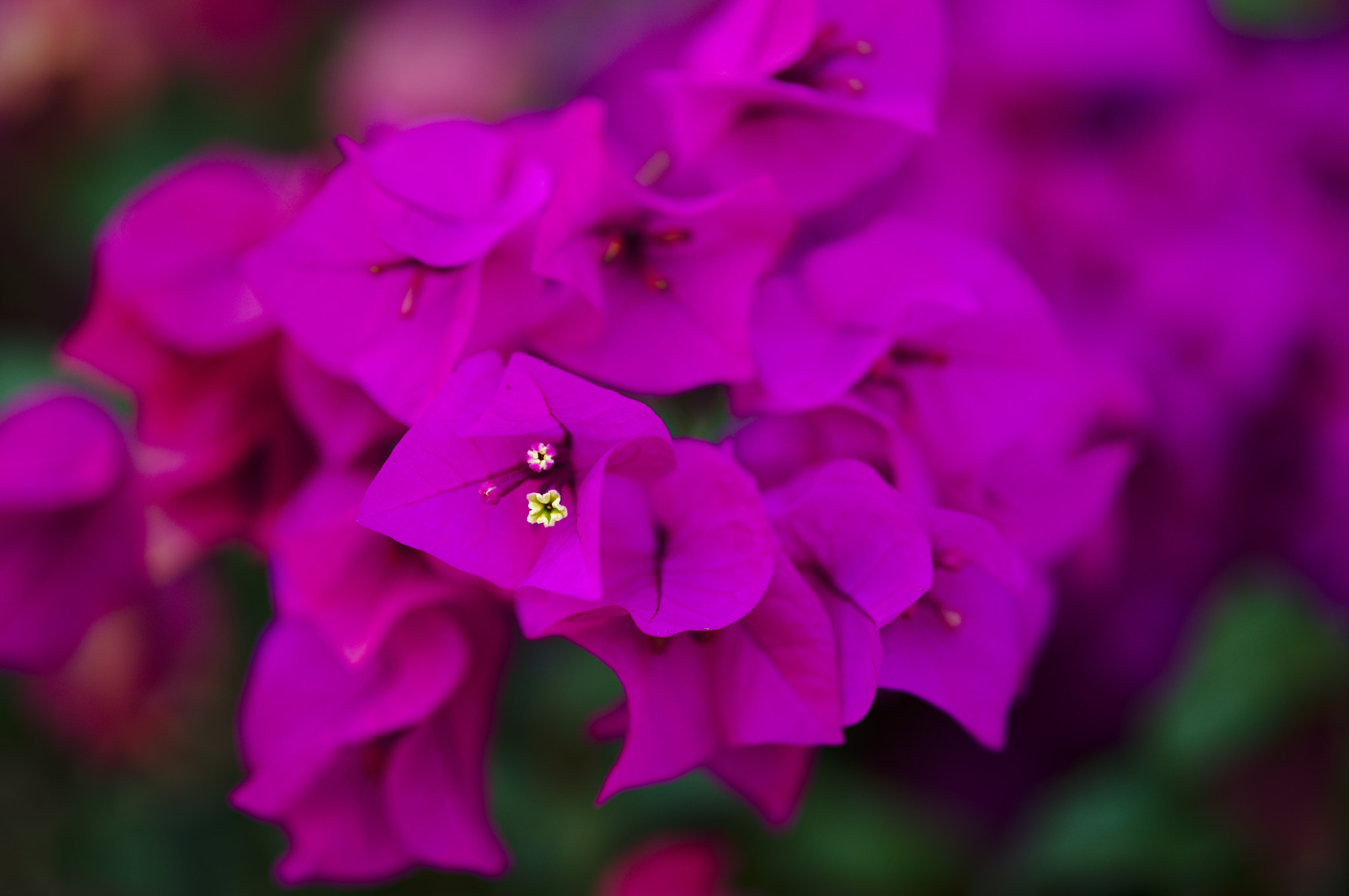 ZEISS Otus 85mm F1.4 sample photo. A nice purple bougainvillea photography