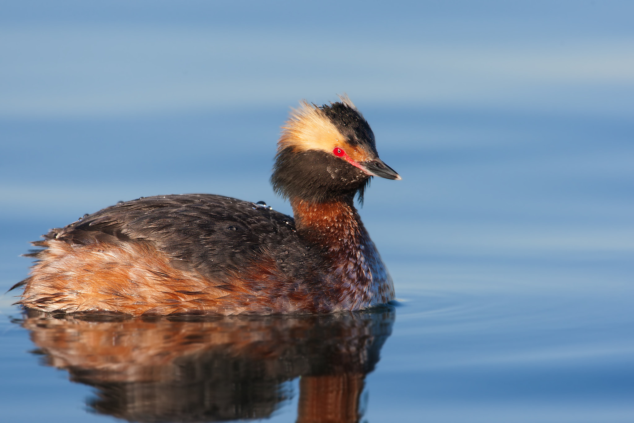 Canon EF 500mm F4L IS USM sample photo. Horned grebe photography