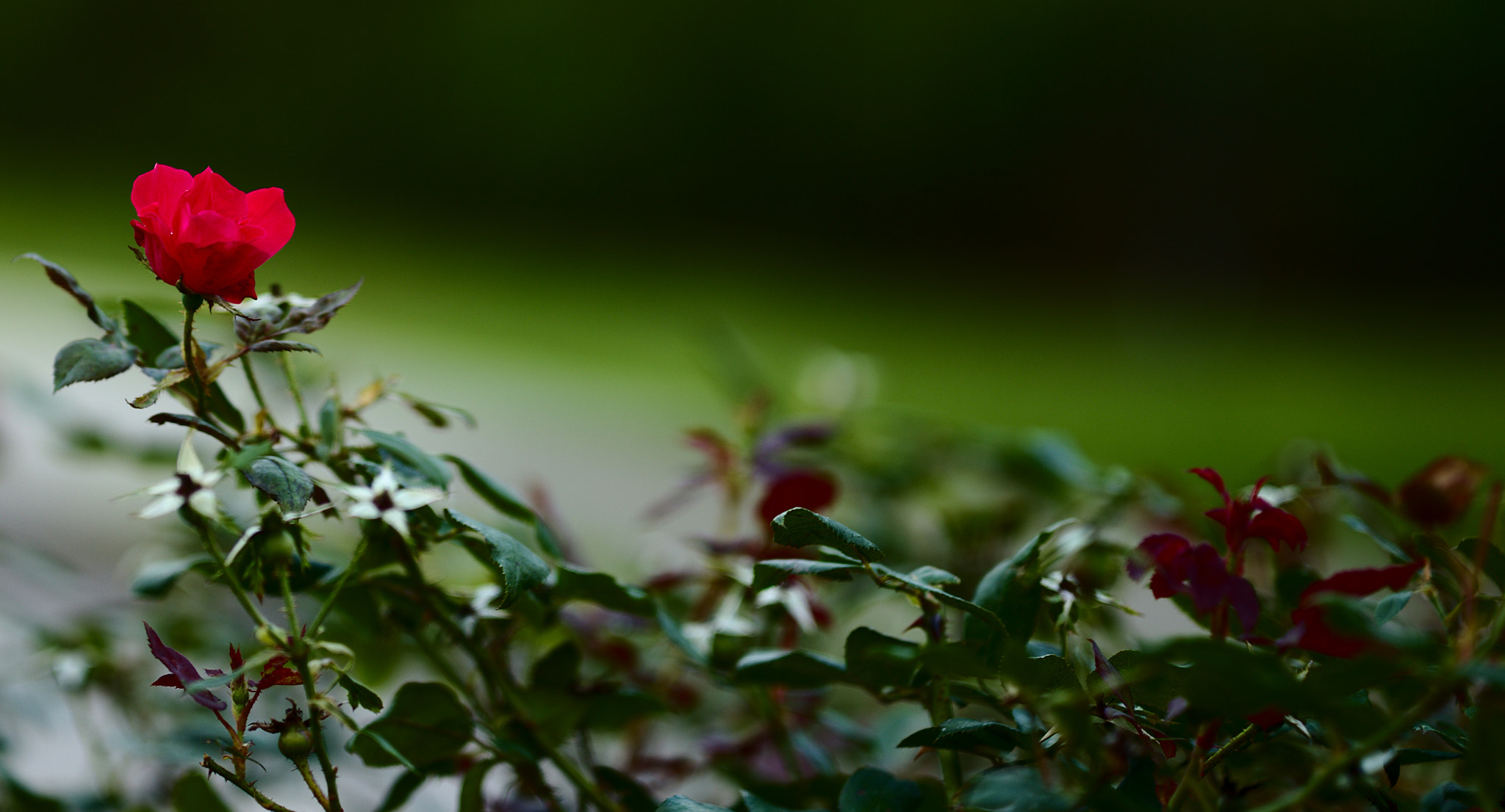 ZEISS Otus 85mm F1.4 sample photo. A flowering red rose after rain photography