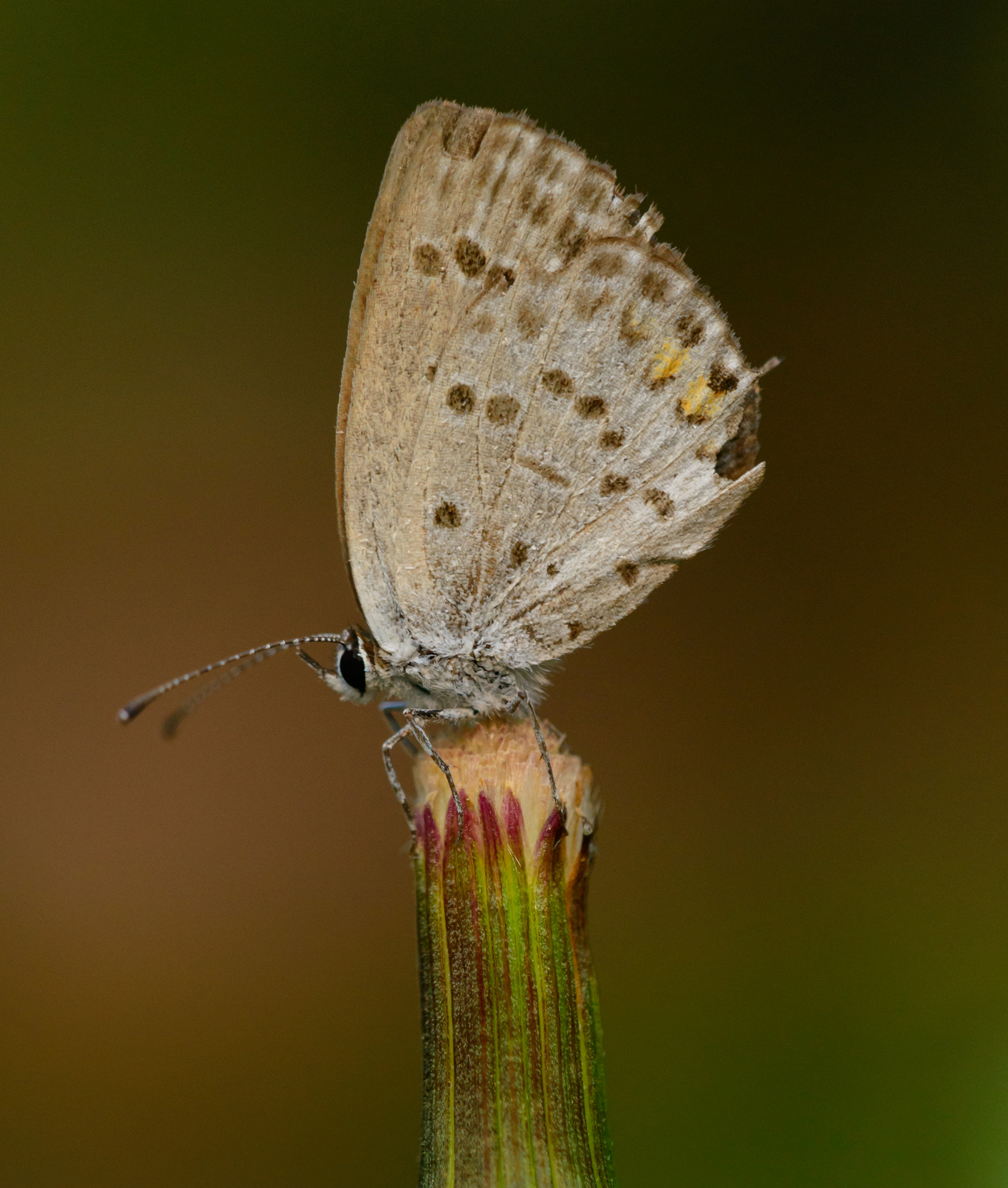 Sigma 150mm F2.8 EX DG Macro HSM sample photo. Small butterfly photography