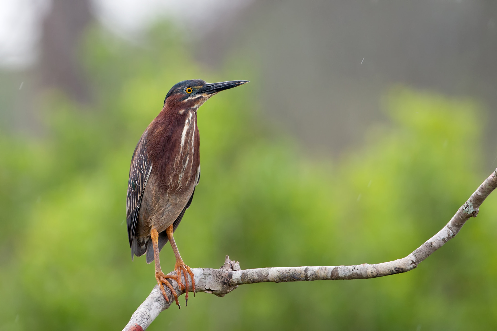 Canon EOS-1D Mark III + Canon EF 500mm F4L IS USM sample photo. Green heron photography