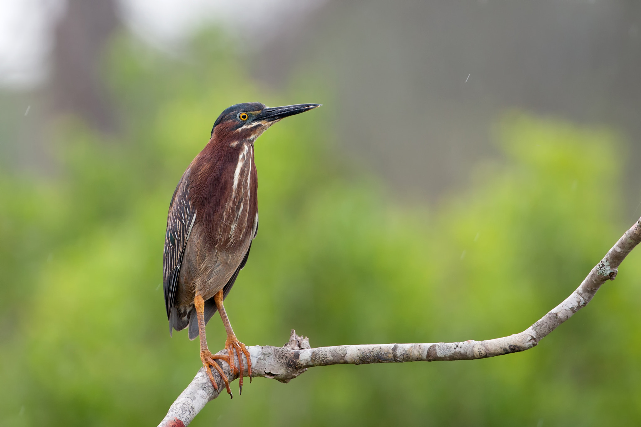 Canon EF 500mm F4L IS USM sample photo. Green heron photography