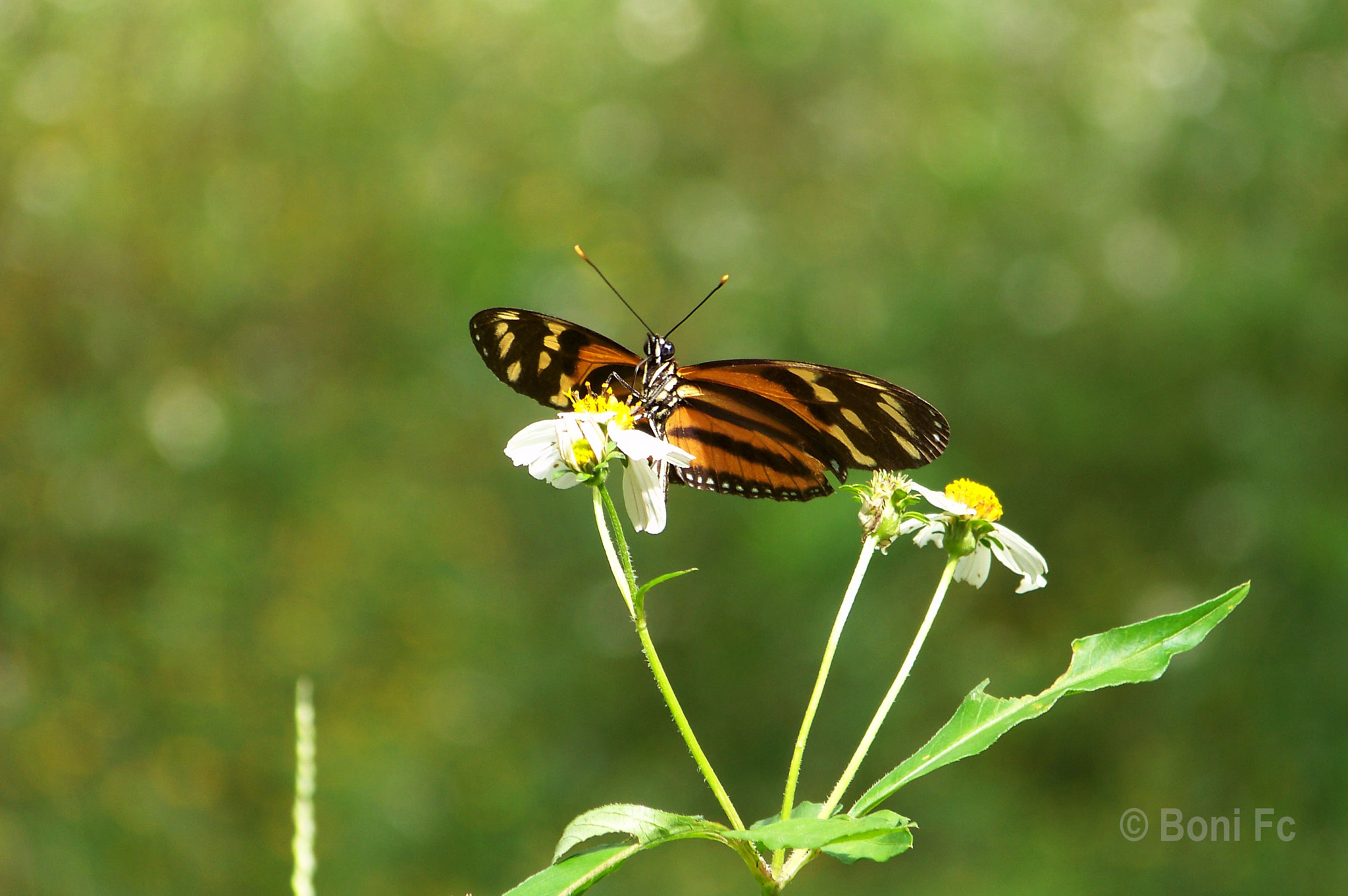 Kodak EASYSHARE Z8612 IS DIGITAL CAMERA sample photo. Lycorea halia photography