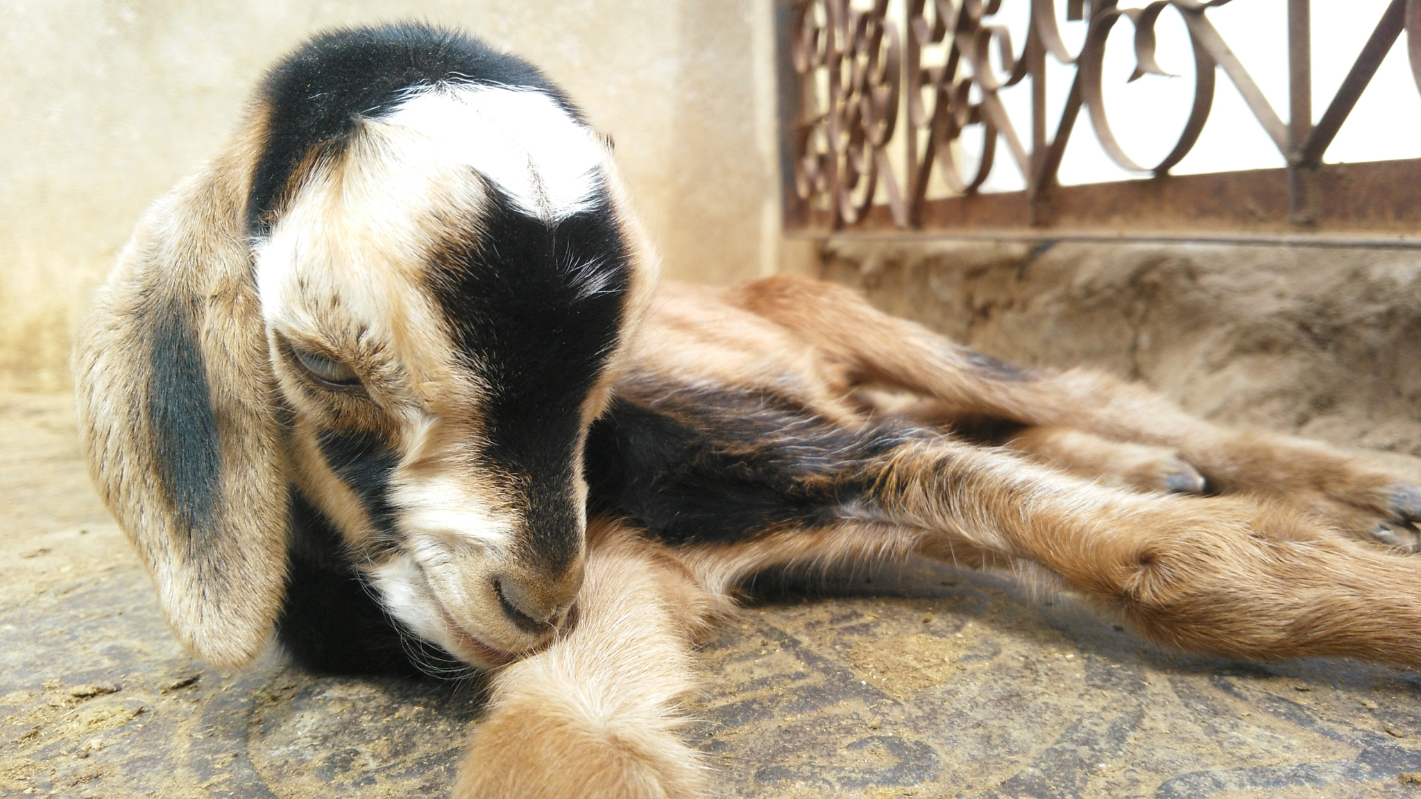 HUAWEI Che1-L04 sample photo. Goat photography