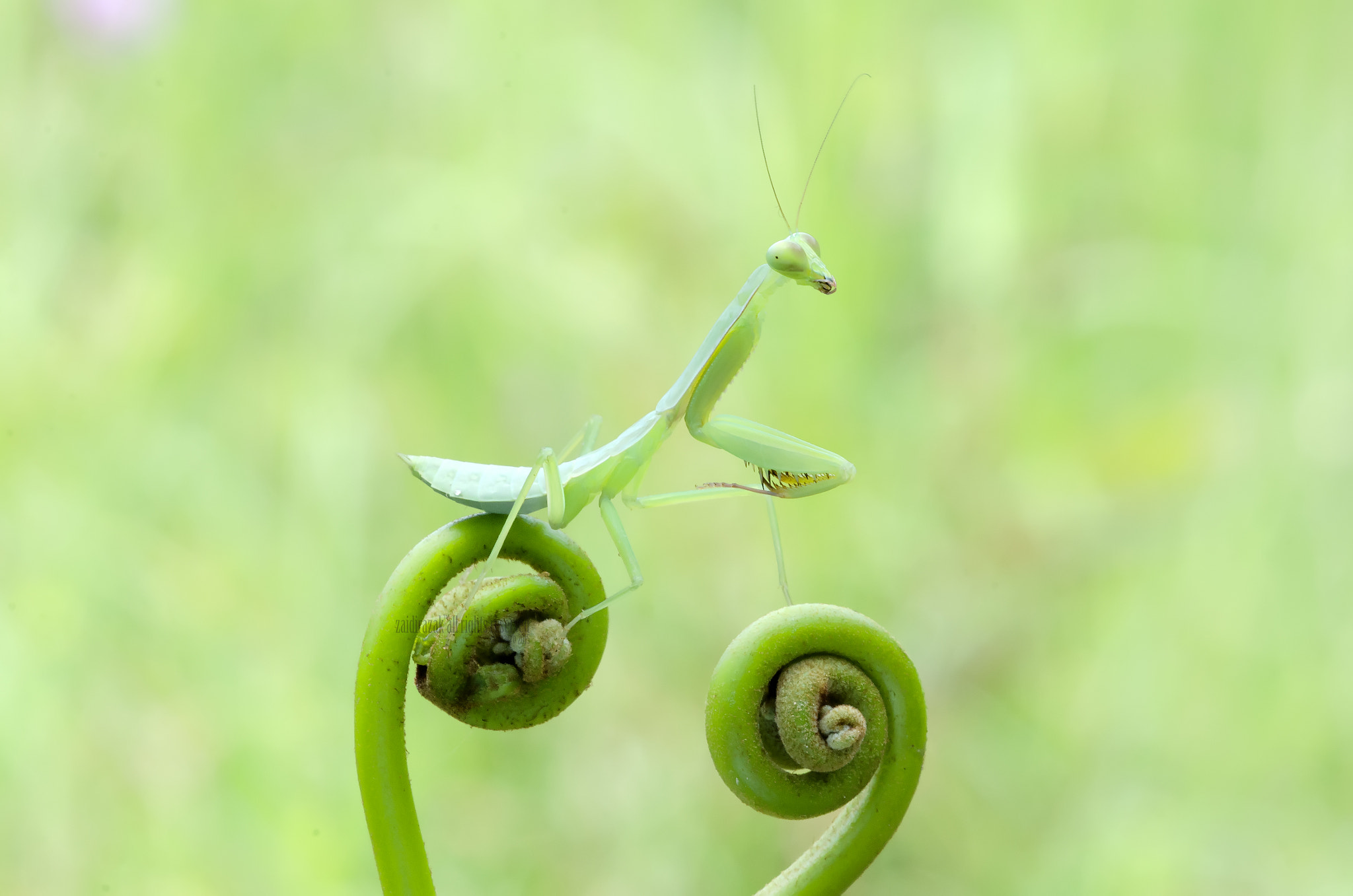 Sigma 150mm F2.8 EX DG Macro HSM sample photo. Mantis and fern photography