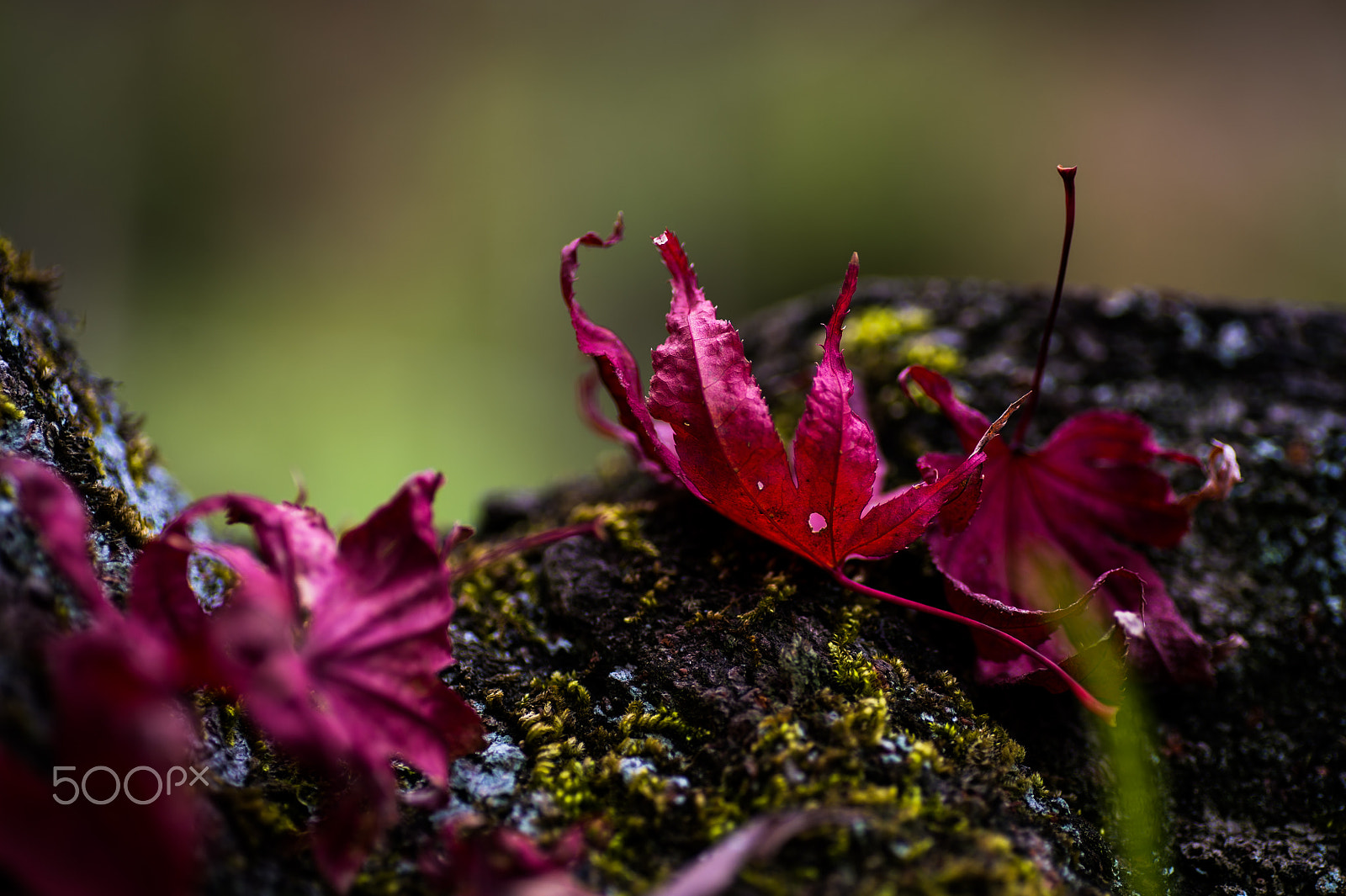 Nikon Df sample photo. Tiny but definately autumn photography