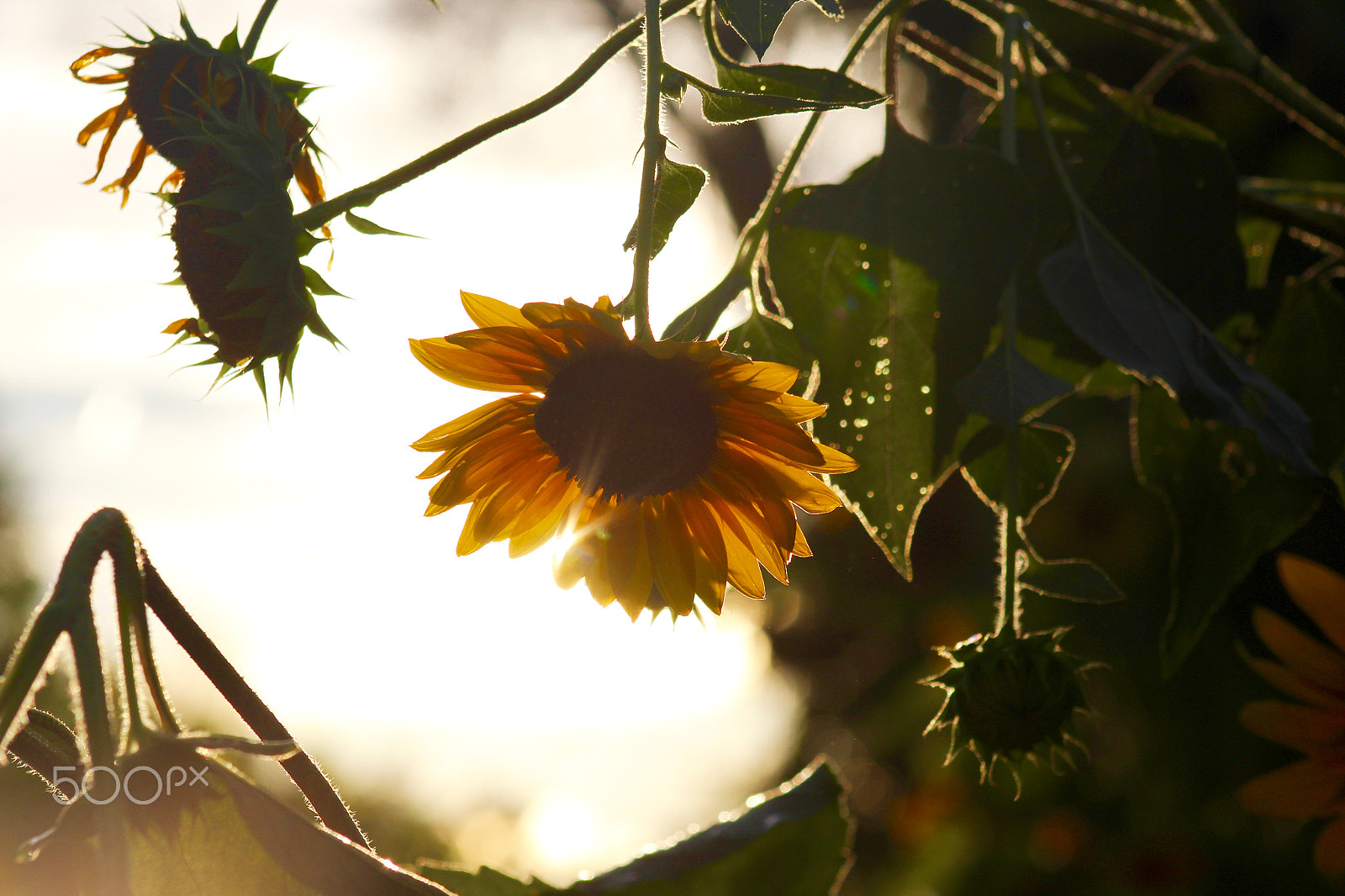 Canon EF 75-300mm f/4-5.6 USM sample photo. Sunflower in gardens photography
