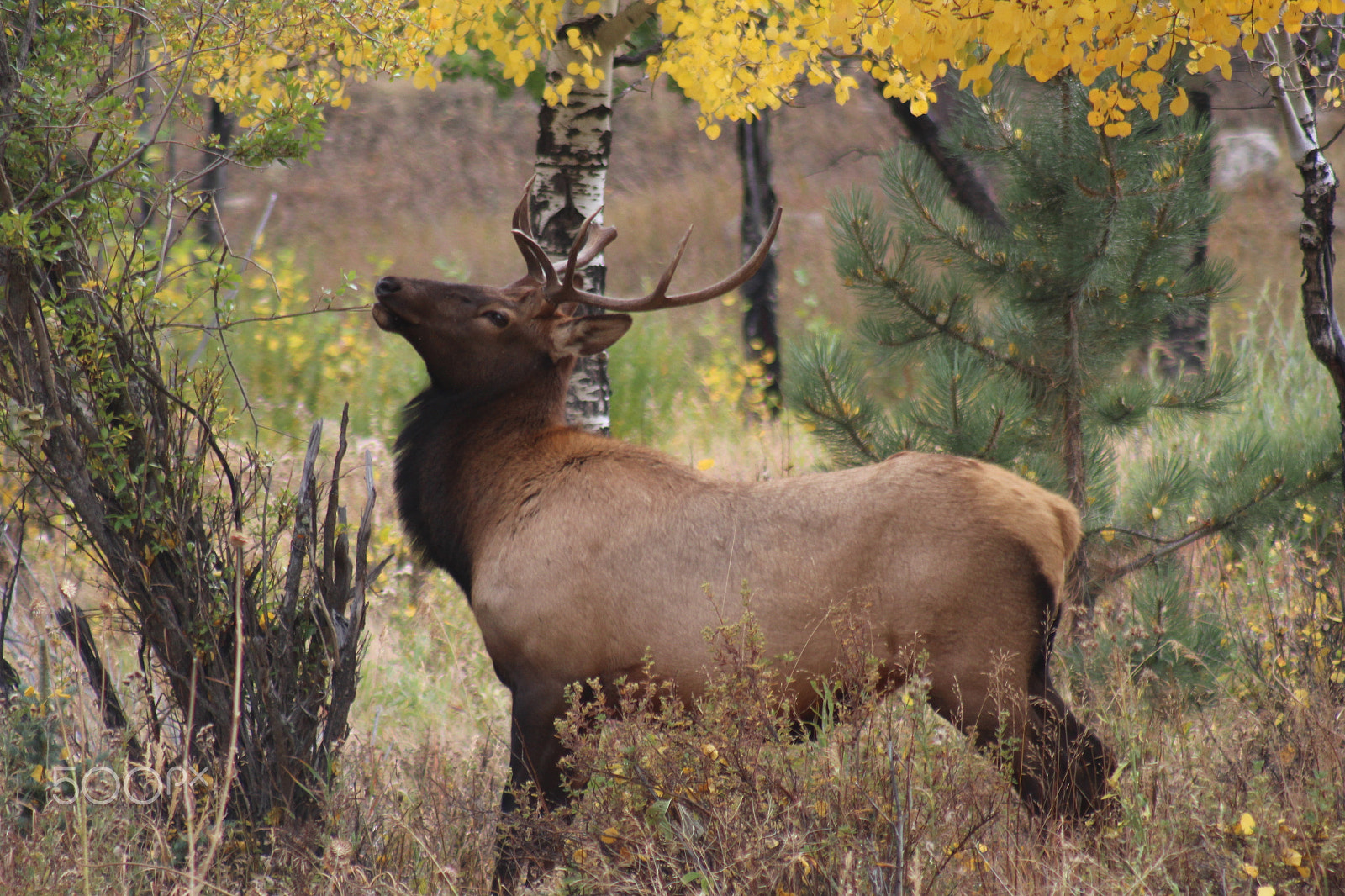Canon EF 75-300mm f/4-5.6 USM sample photo. Elk feeding photography