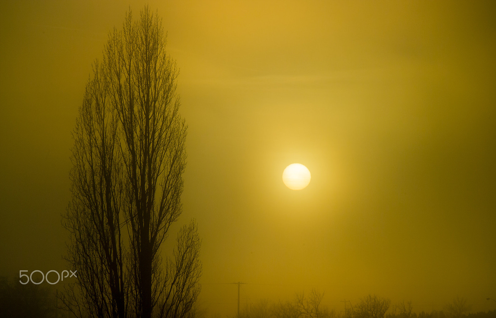 Kodak DCS Pro SLR/n sample photo. Fog photography