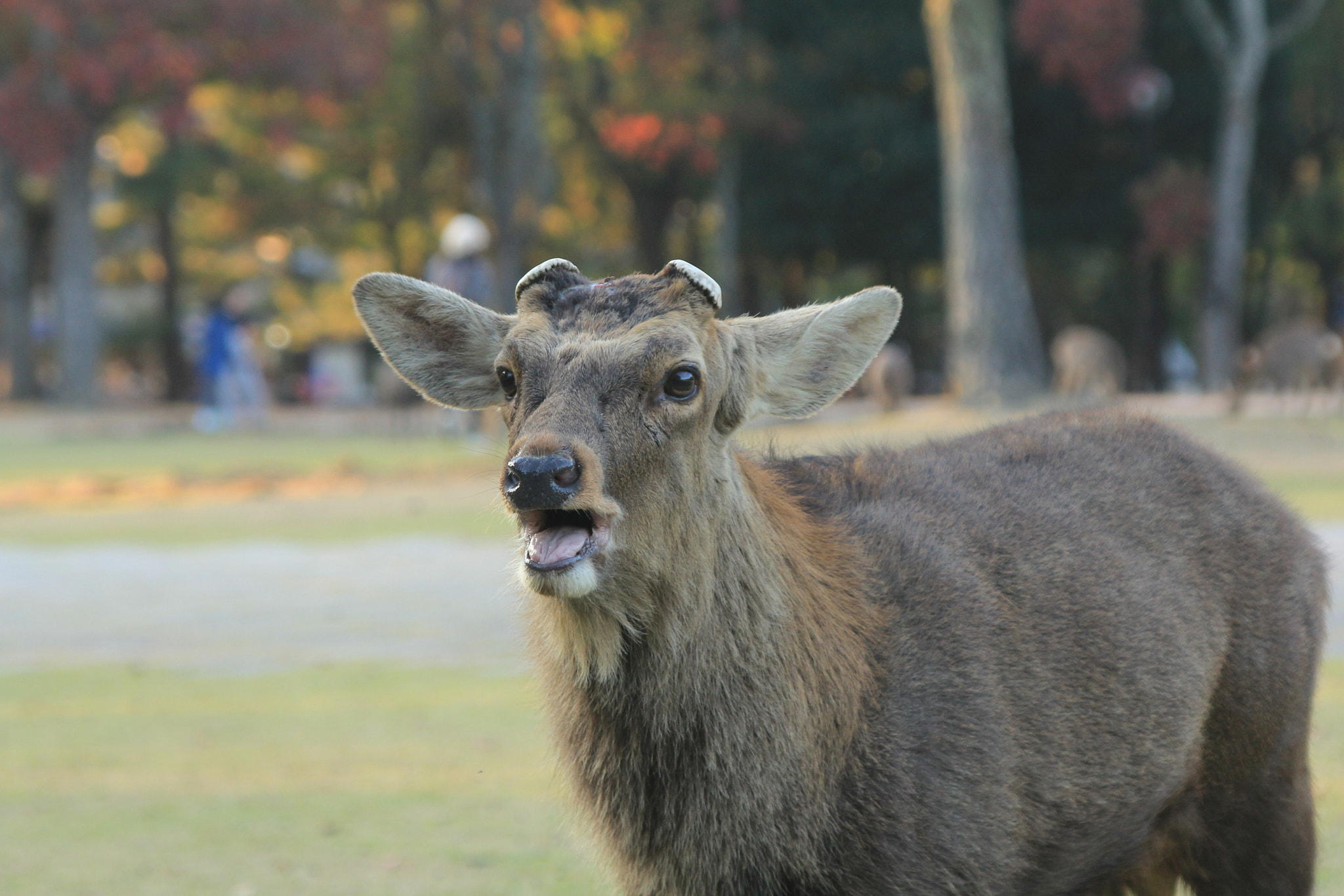 Canon EOS 60D + Tamron AF 28-300mm F3.5-6.3 XR Di LD Aspherical (IF) Macro sample photo. Nara's deers photography