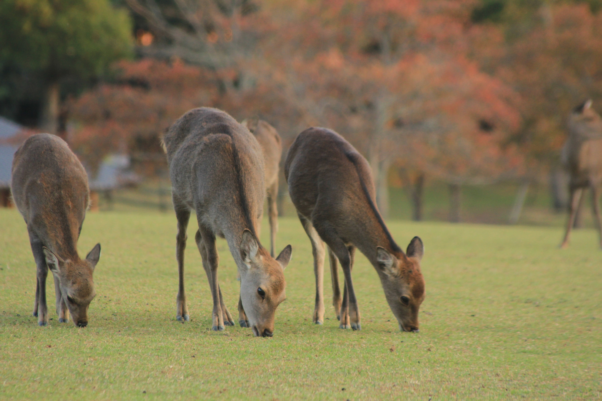 Canon EOS 60D + Tamron AF 28-300mm F3.5-6.3 XR Di LD Aspherical (IF) Macro sample photo. Nara's deers photography