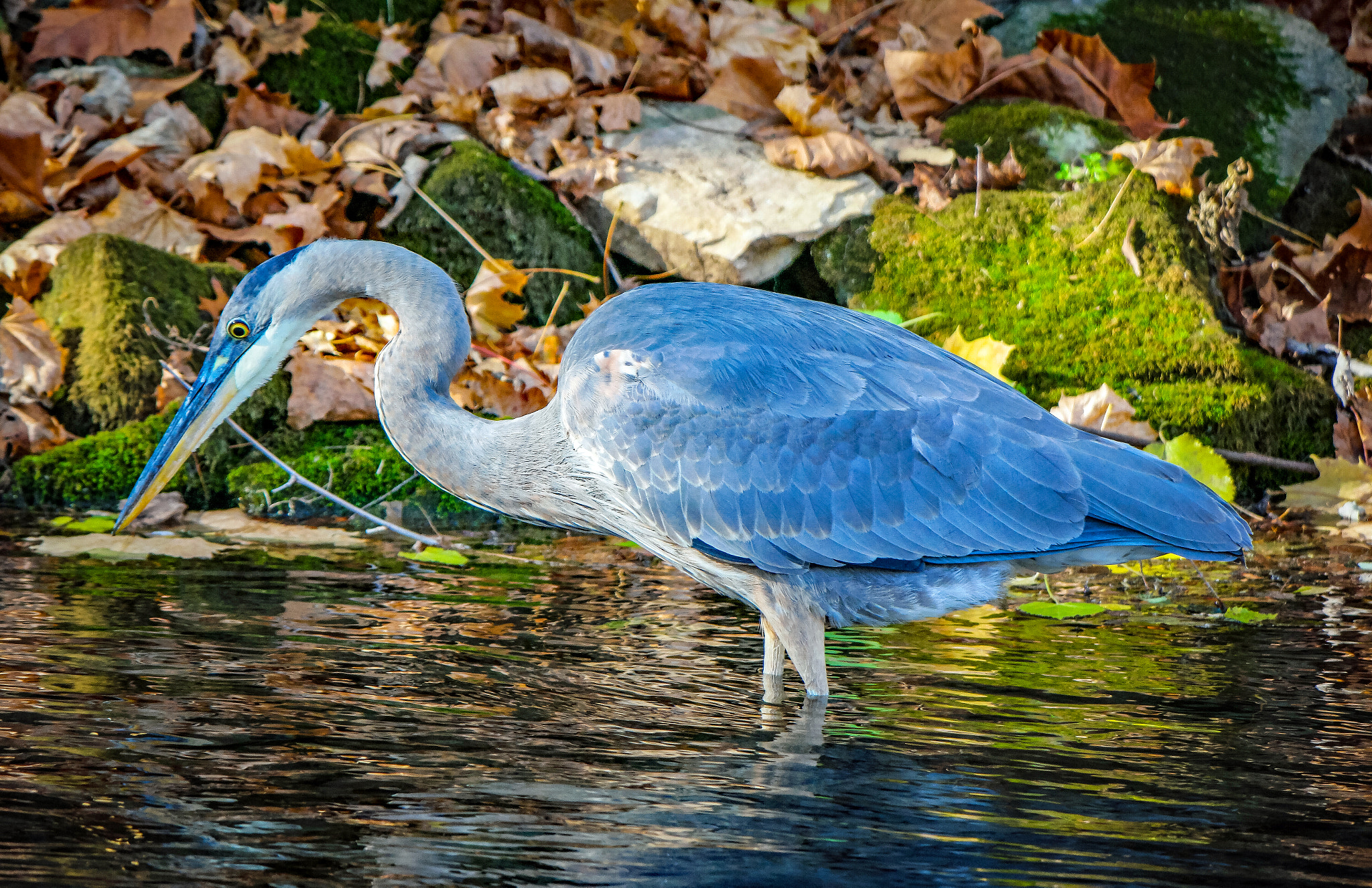 Samsung NX500 + NX 50-200mm F4-5.6 sample photo. Blue heron photography