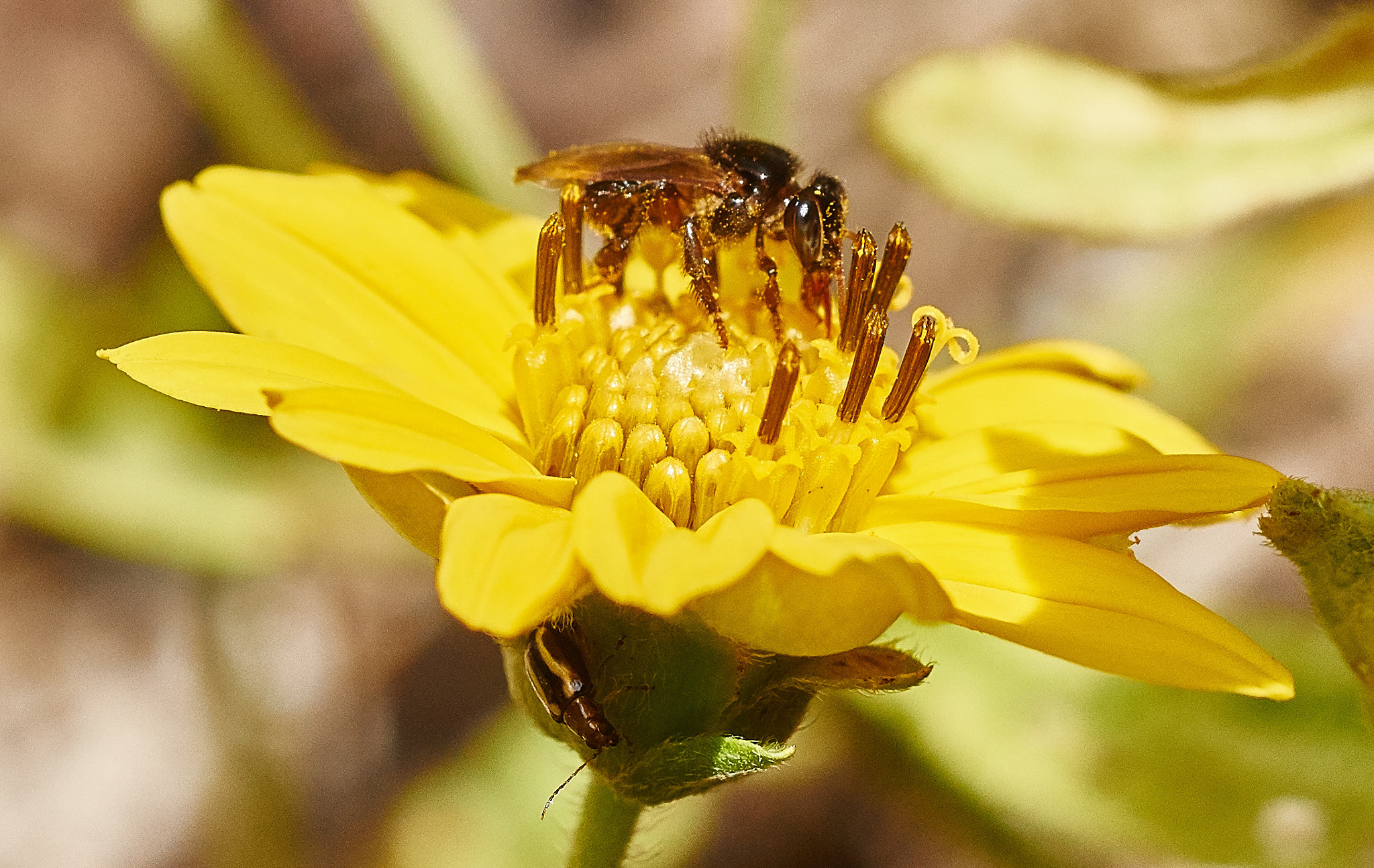 Sony SLT-A58 + MACRO 50mm F2.8 sample photo. Partners  photography