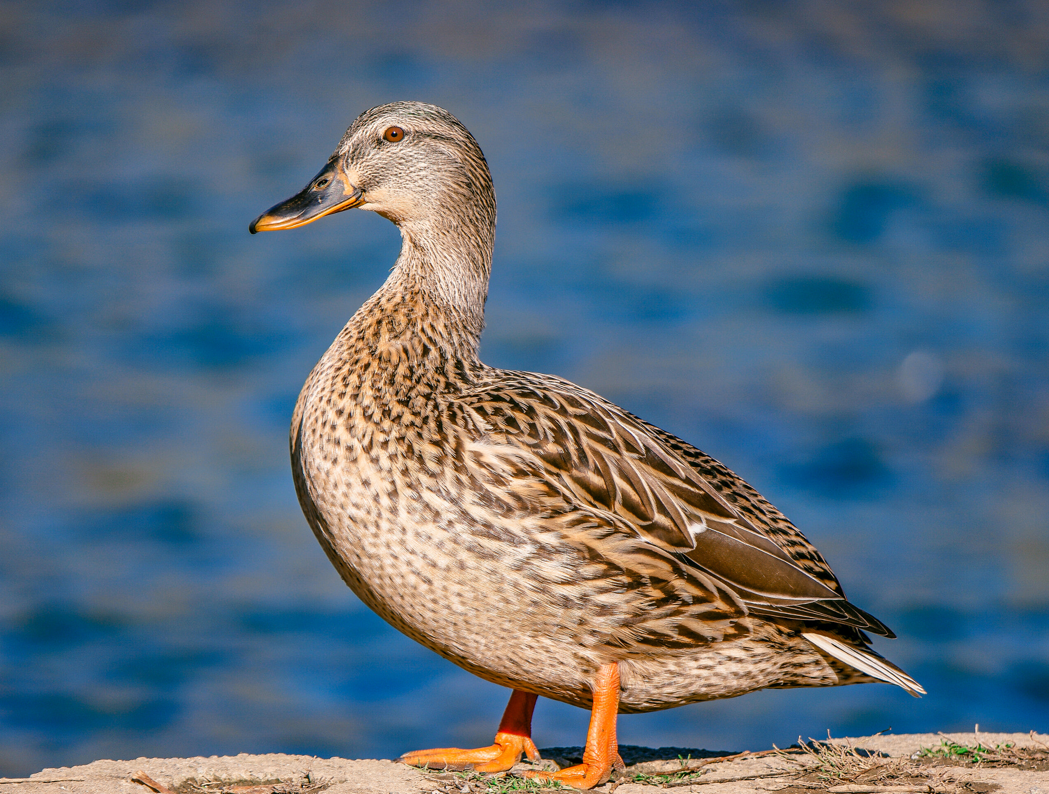 Samsung NX500 + NX 50-200mm F4-5.6 sample photo. Mallard photography