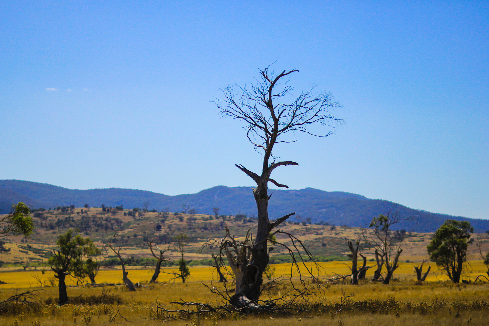 Sigma 85mm F1.4 EX DG HSM sample photo. Roadtrip - tree photography