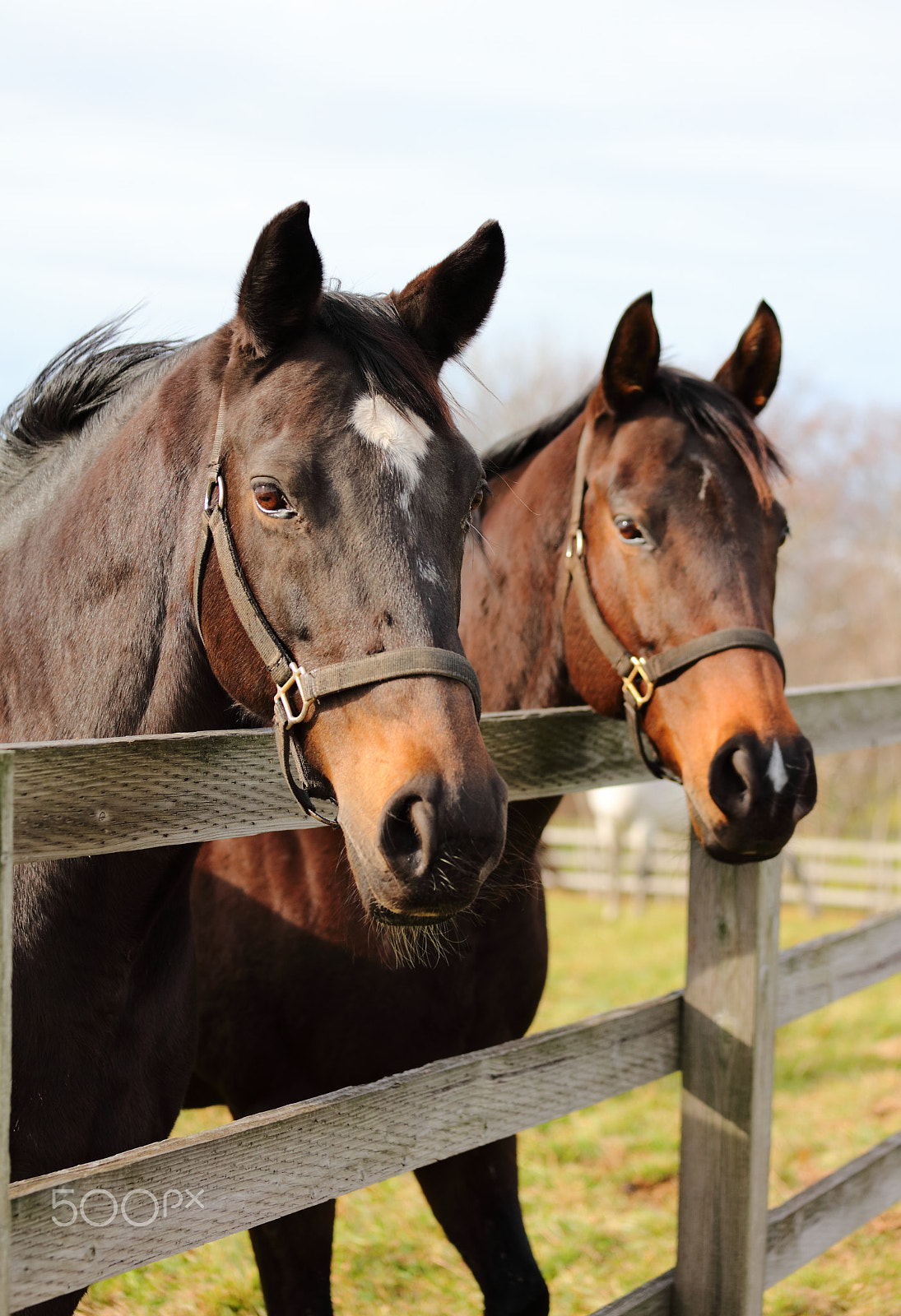 Canon EF 70-200mm F4L IS USM sample photo. Thoroughbreds at tsuji horse fram photography