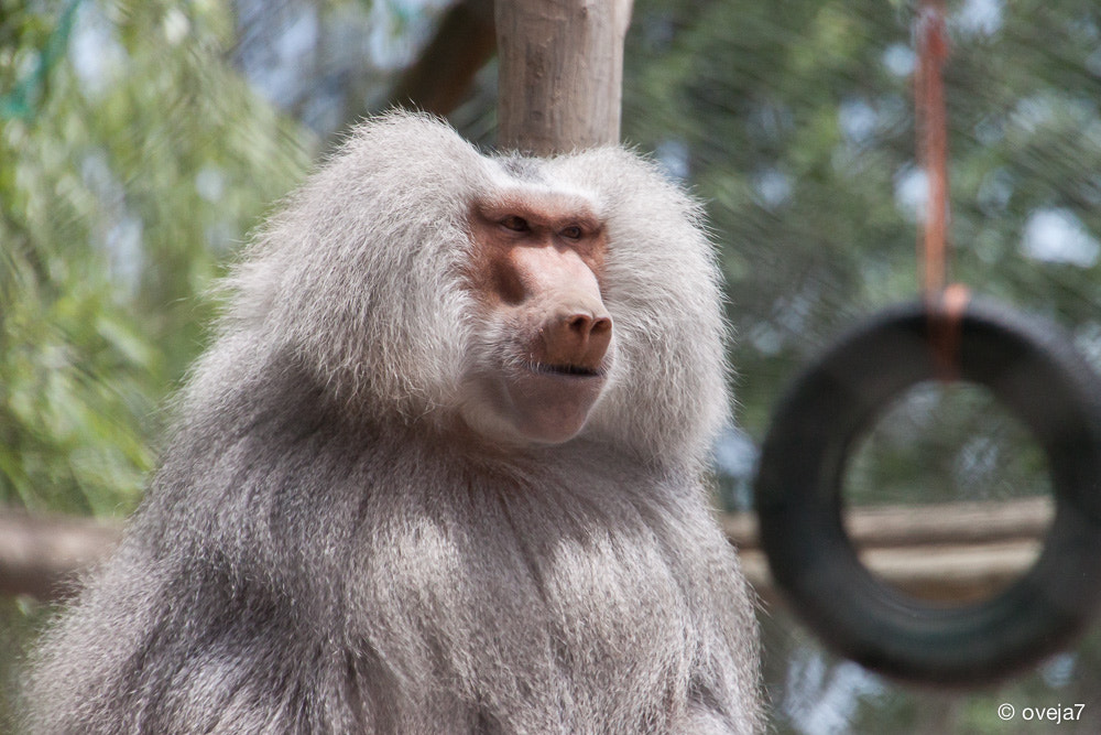 Canon EOS 500D (EOS Rebel T1i / EOS Kiss X3) sample photo. Mandril / baboon photography