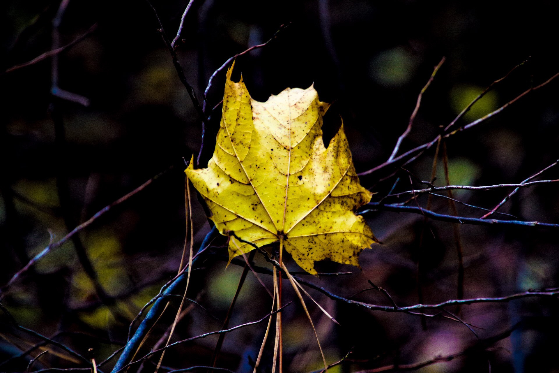 Canon EOS 760D (EOS Rebel T6s / EOS 8000D) sample photo. Yellow photography