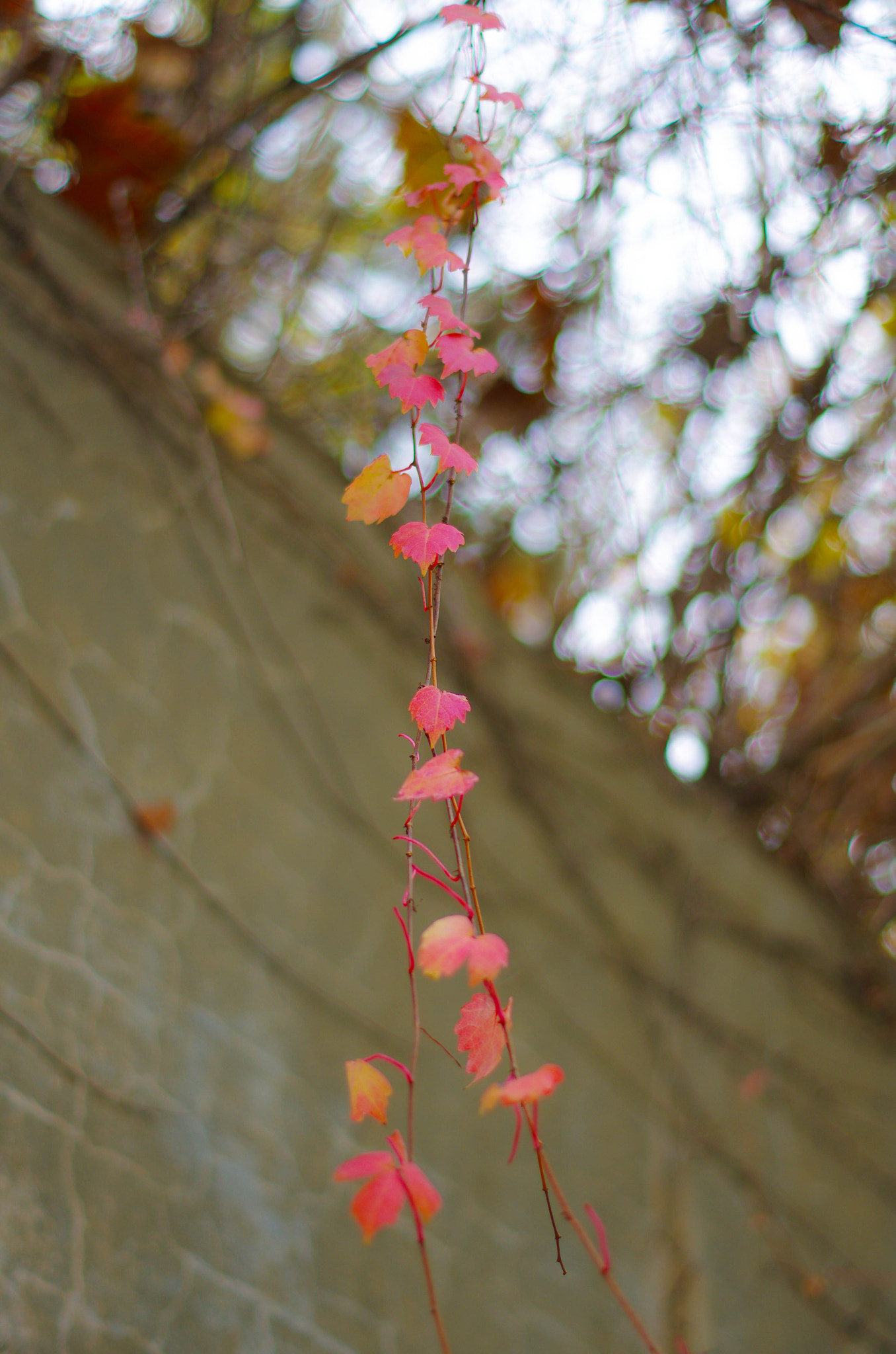 Pentax K-5 II + Pentax smc DA 50mm F1.8 sample photo. End of autumn photography